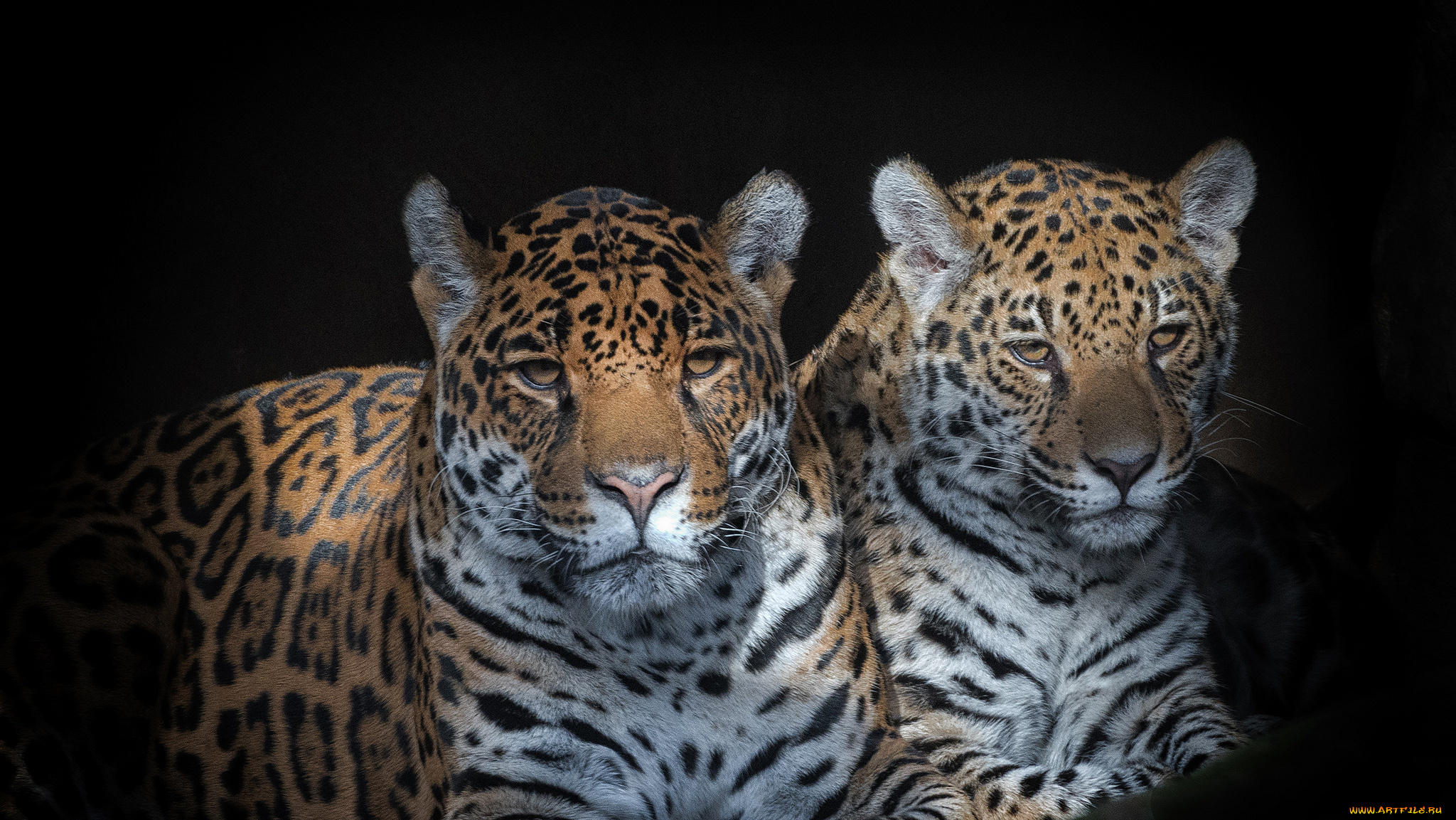 животные, Ягуары, хищник