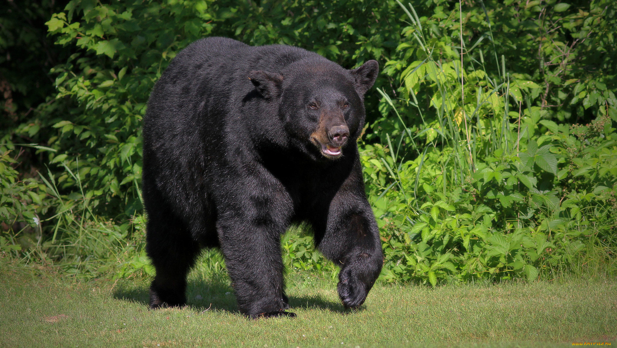 животные, медведи, хищник