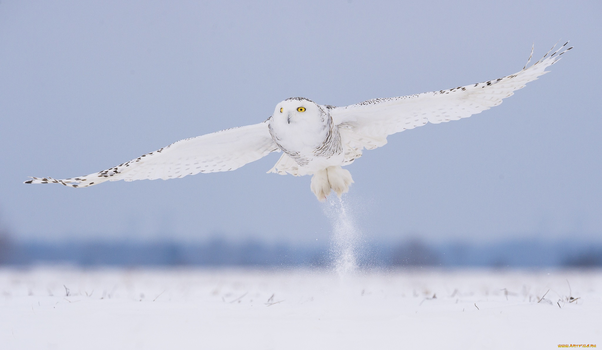 животные, совы, полярная, снег, зима, белая, птица, сова, полет