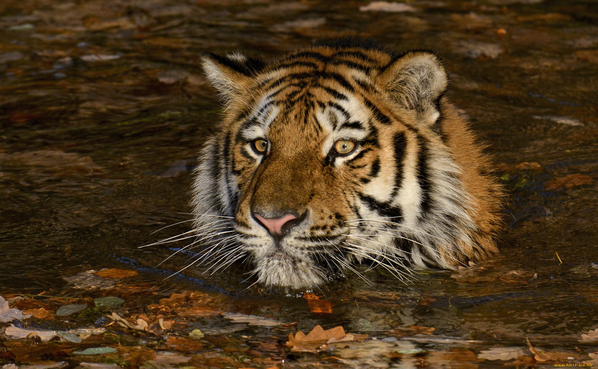 животные, тигры, хищник