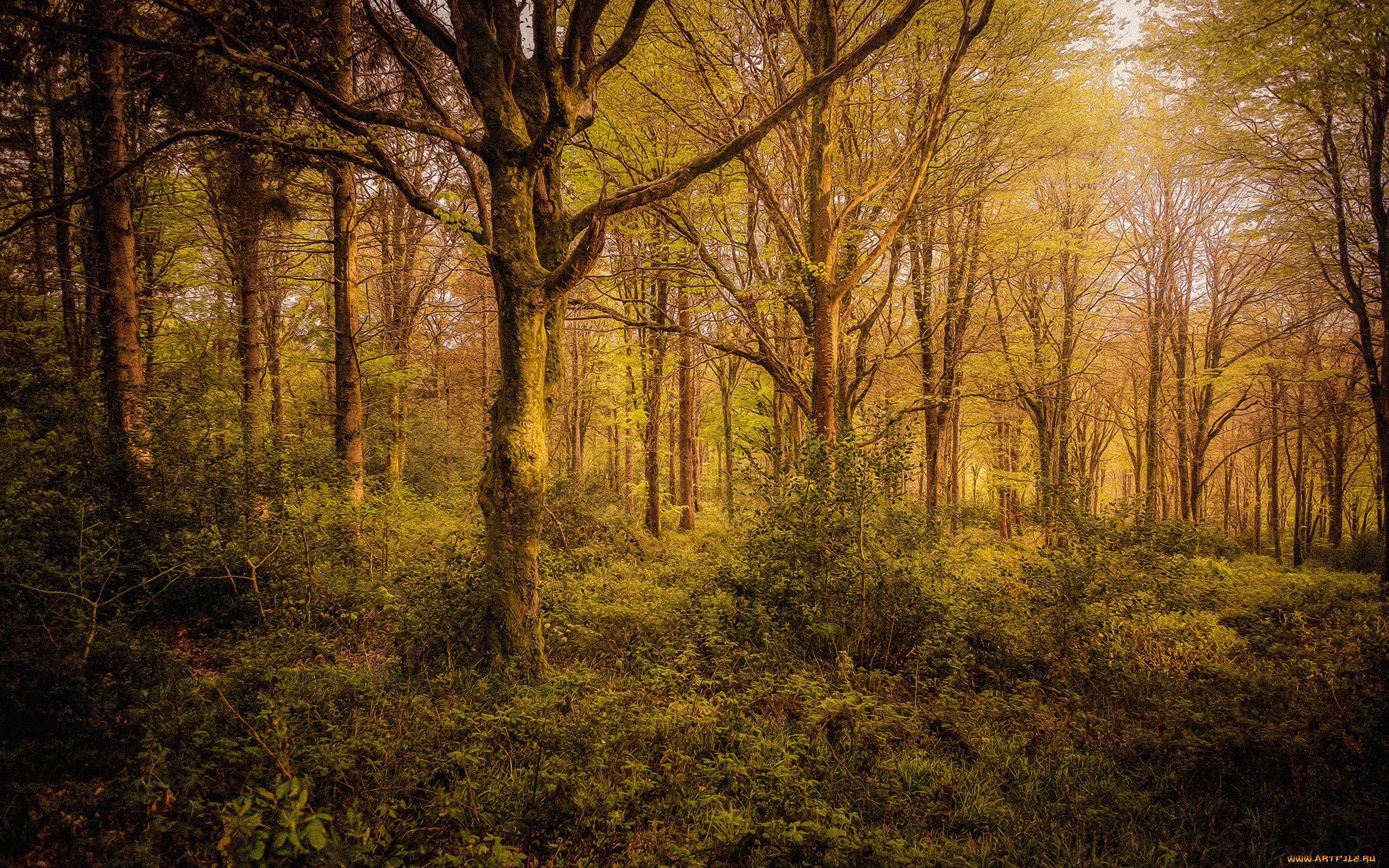 природа, лес, деревья