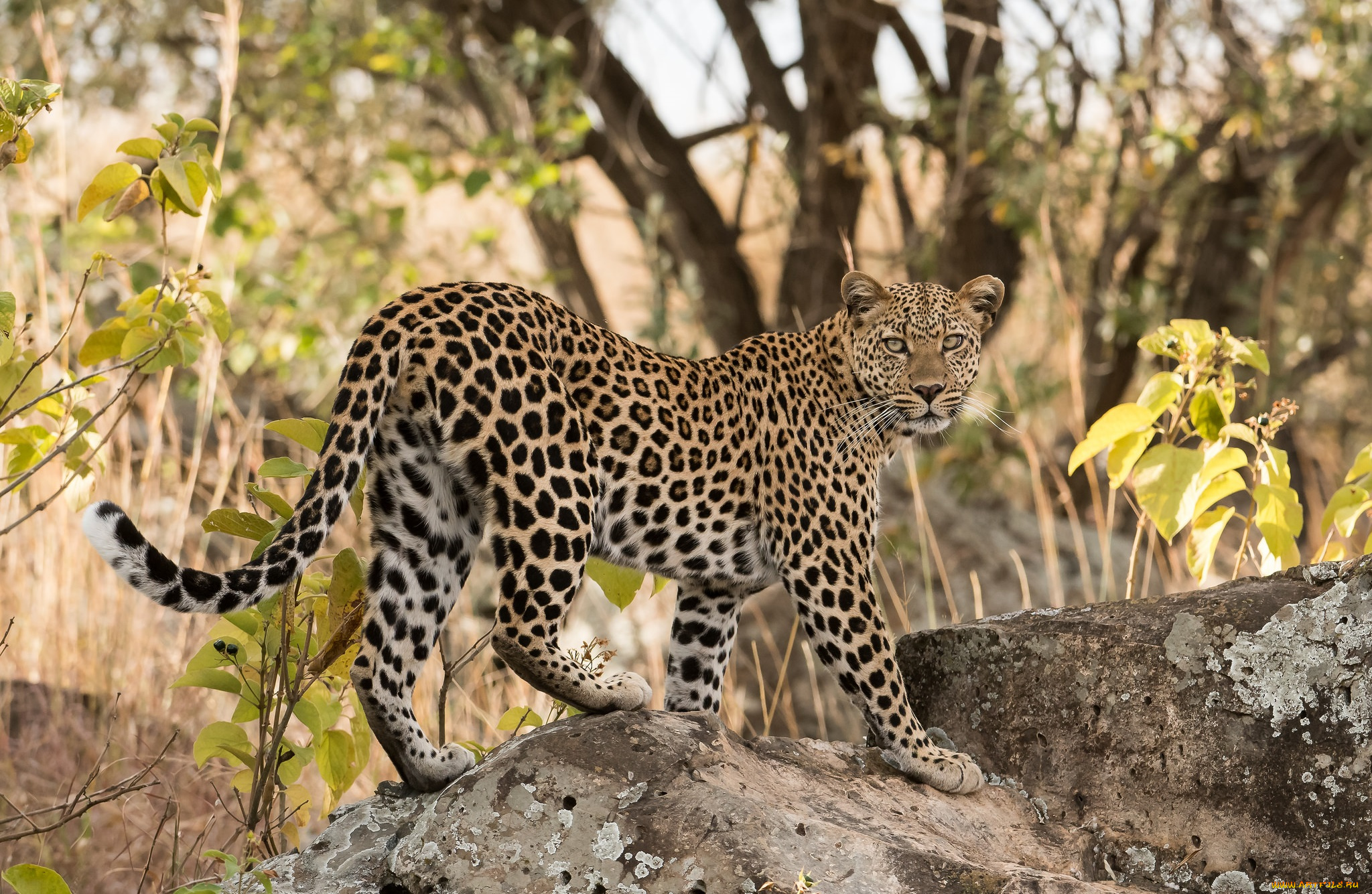 животные, леопарды, хищник
