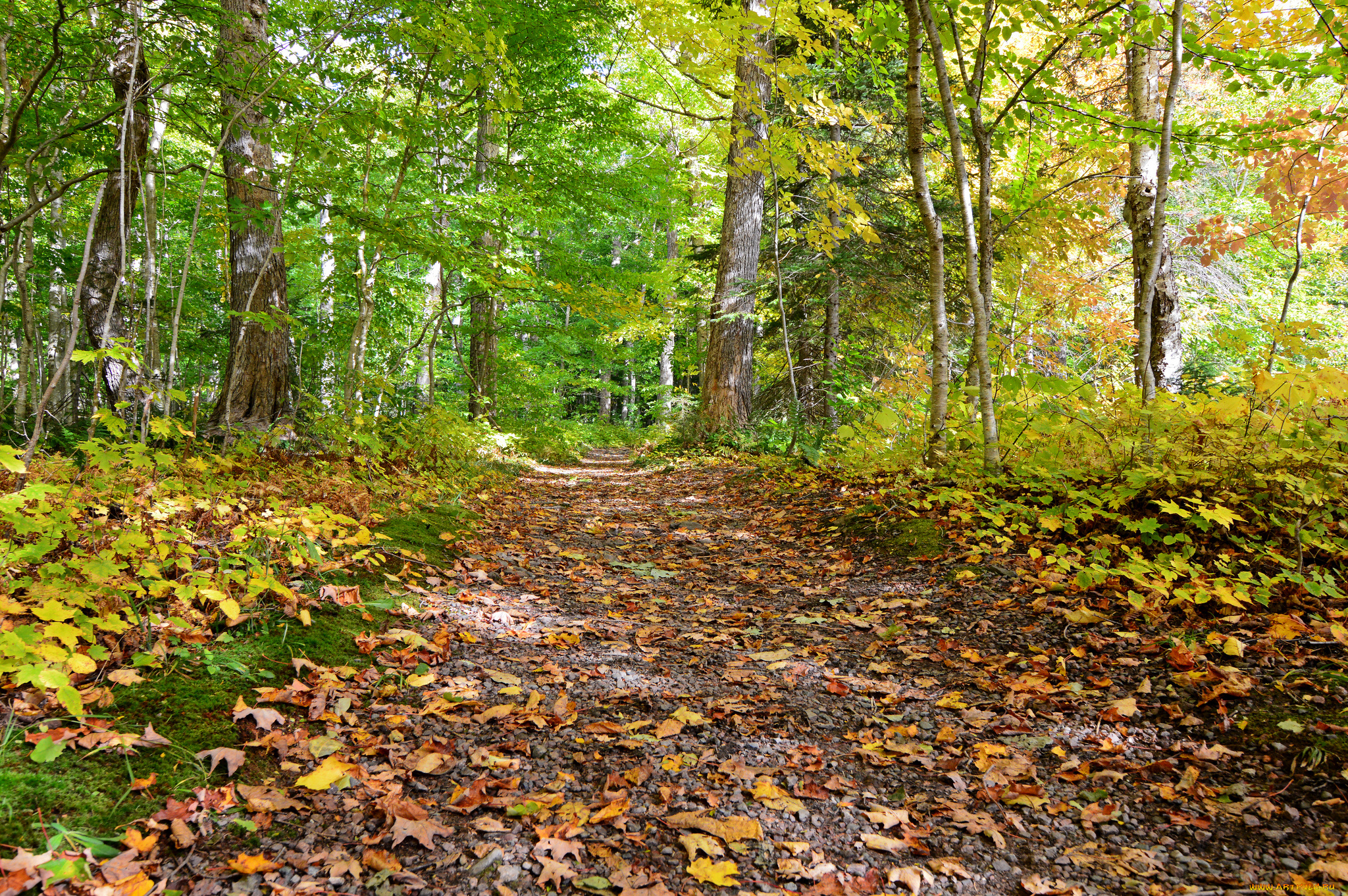 природа, дороги, тракт