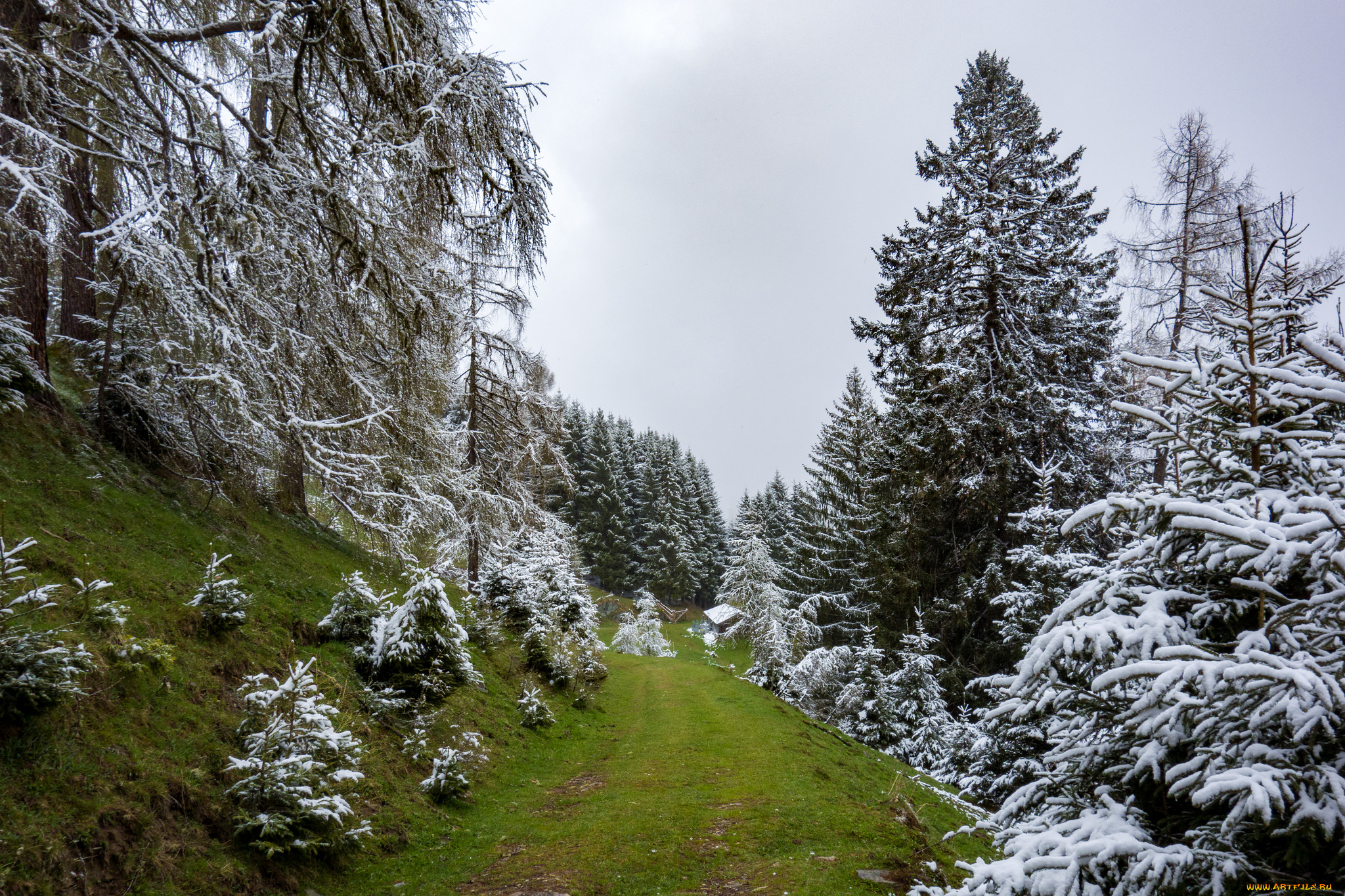 природа, лес, деревья