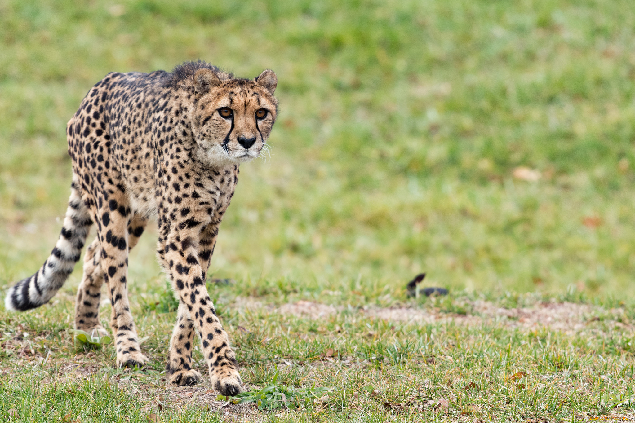 животные, гепарды, хищник
