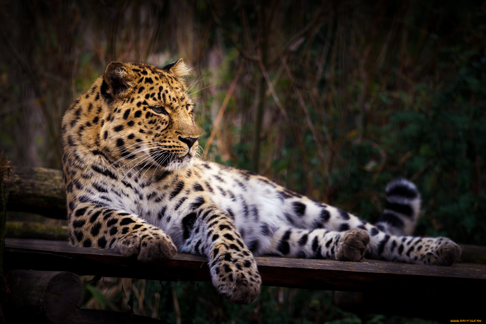 животные, леопарды, хищник