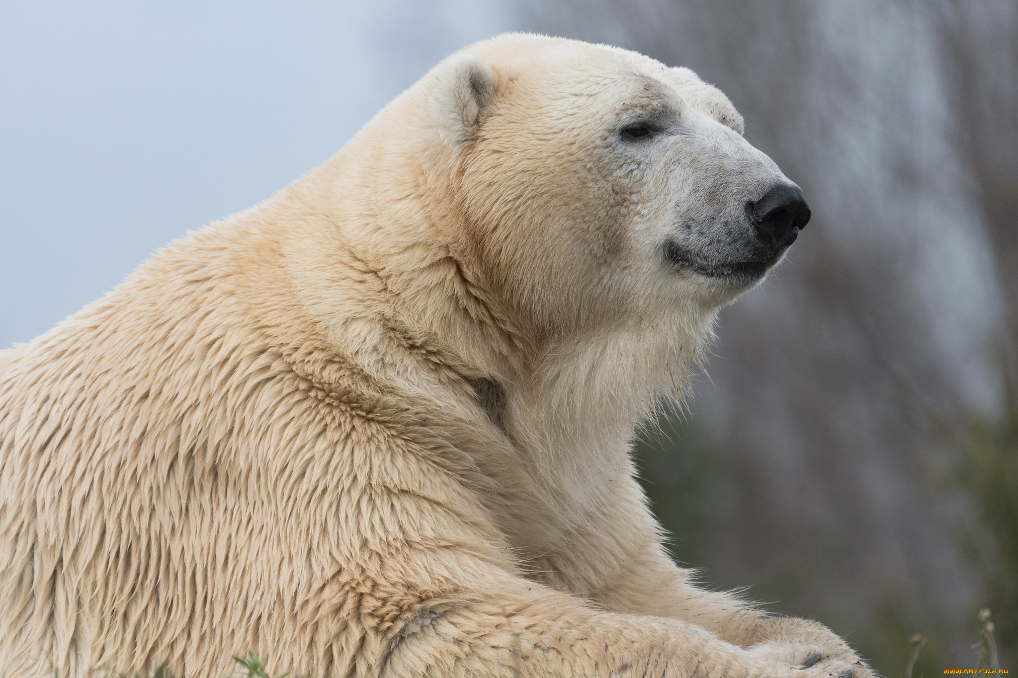 животные, медведи, хищник