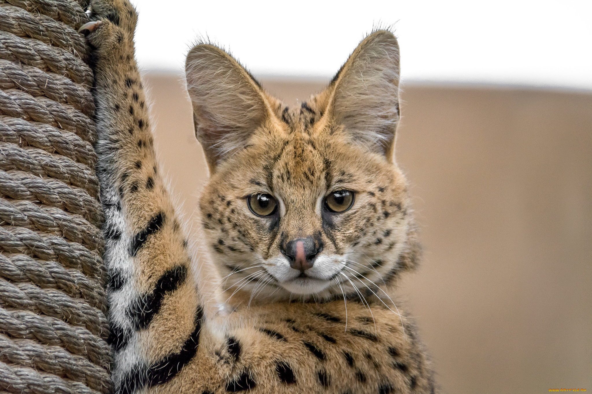 животные, оцелоты, хищник