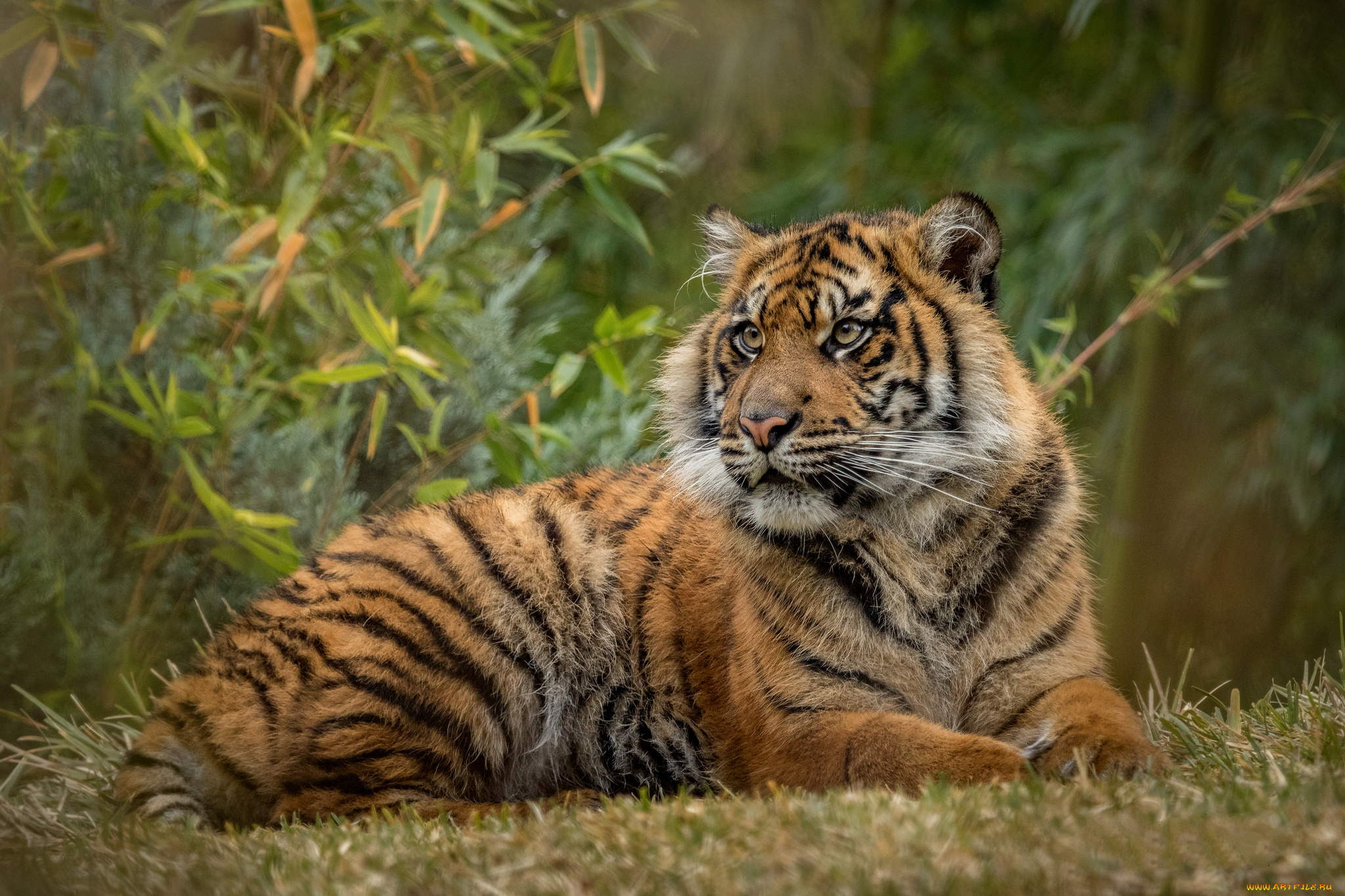 животные, тигры, хищник