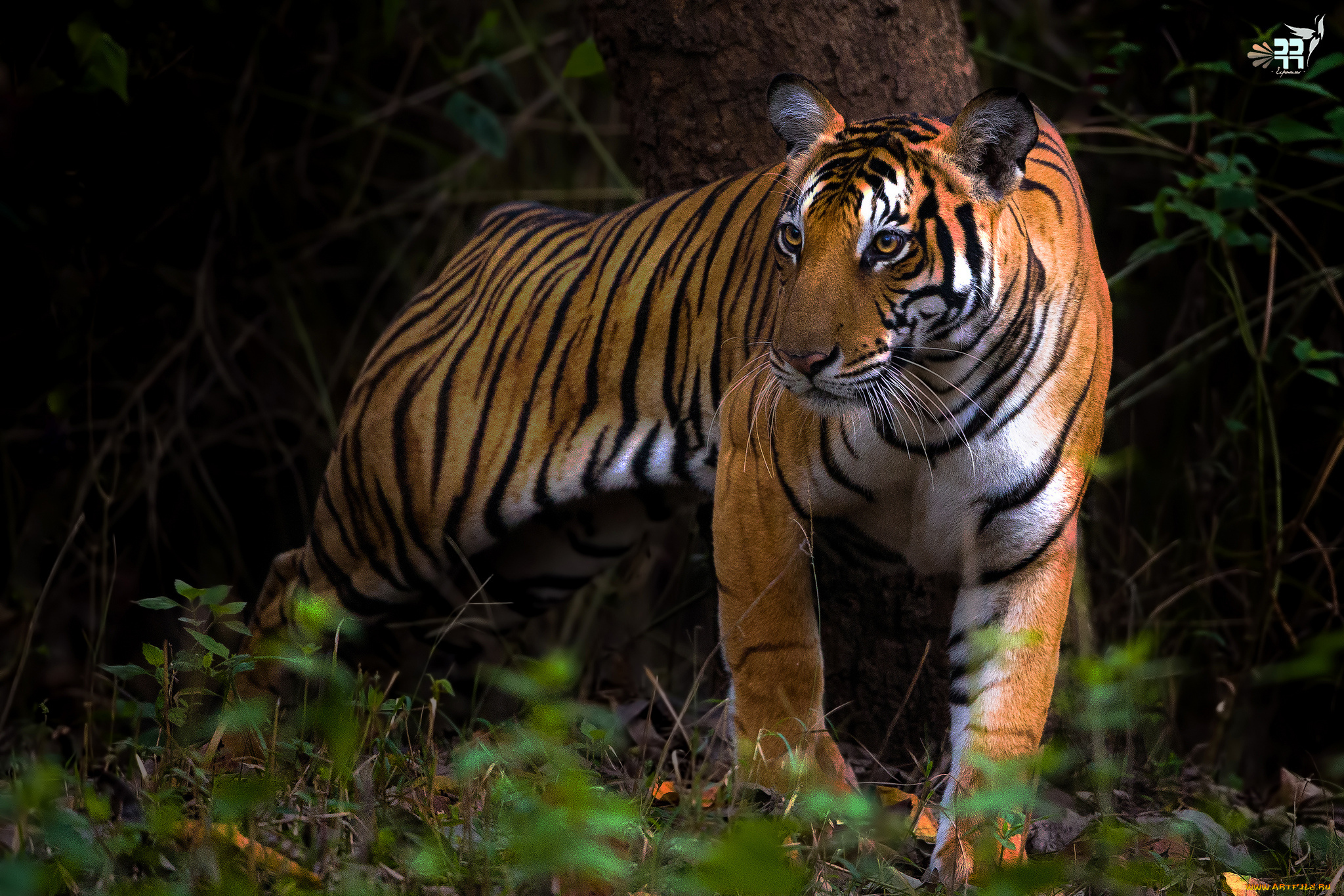 животные, тигры, хищник