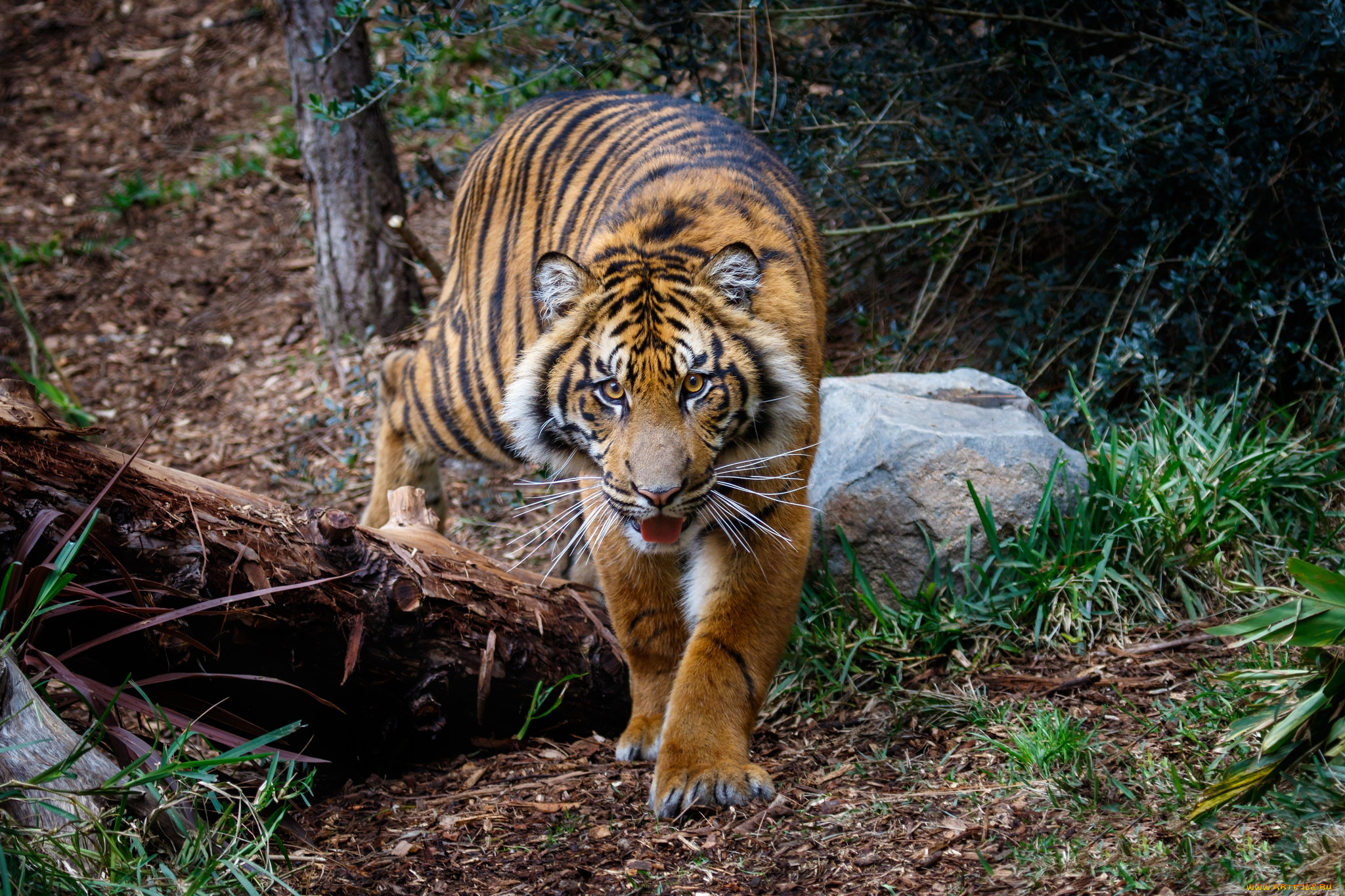 животные, тигры, хищник