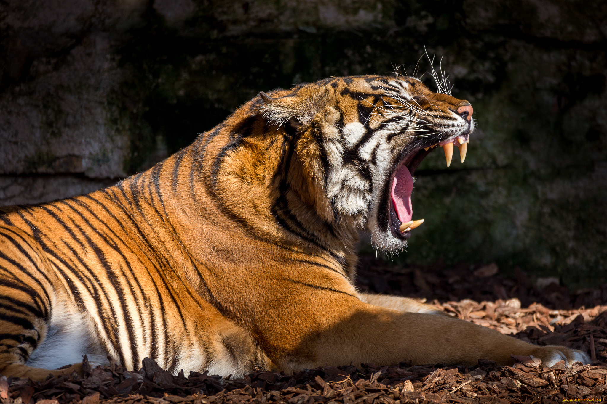 животные, тигры, хищник