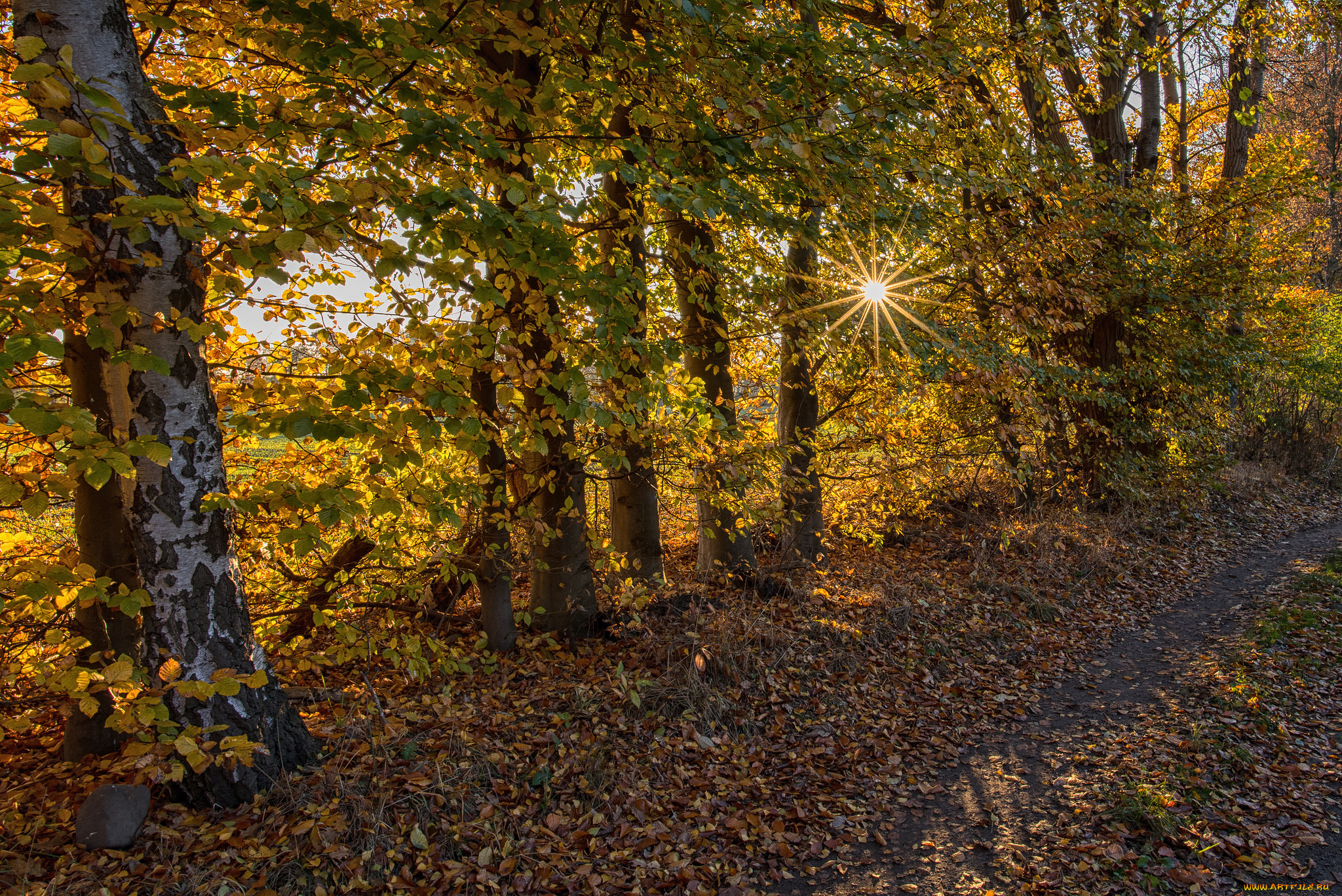 природа, лес, деревья