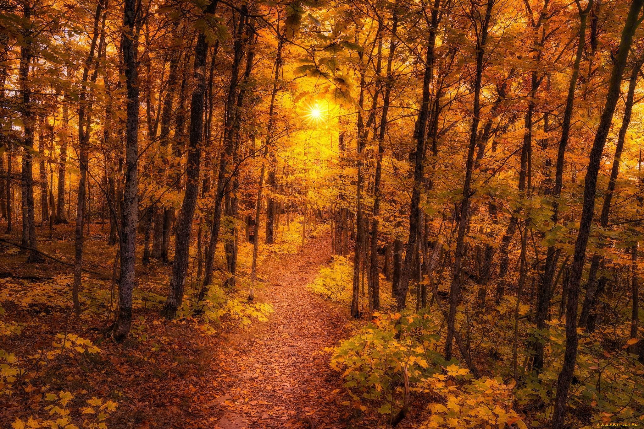 природа, лес, осень, тропинка, деревья, пейзаж