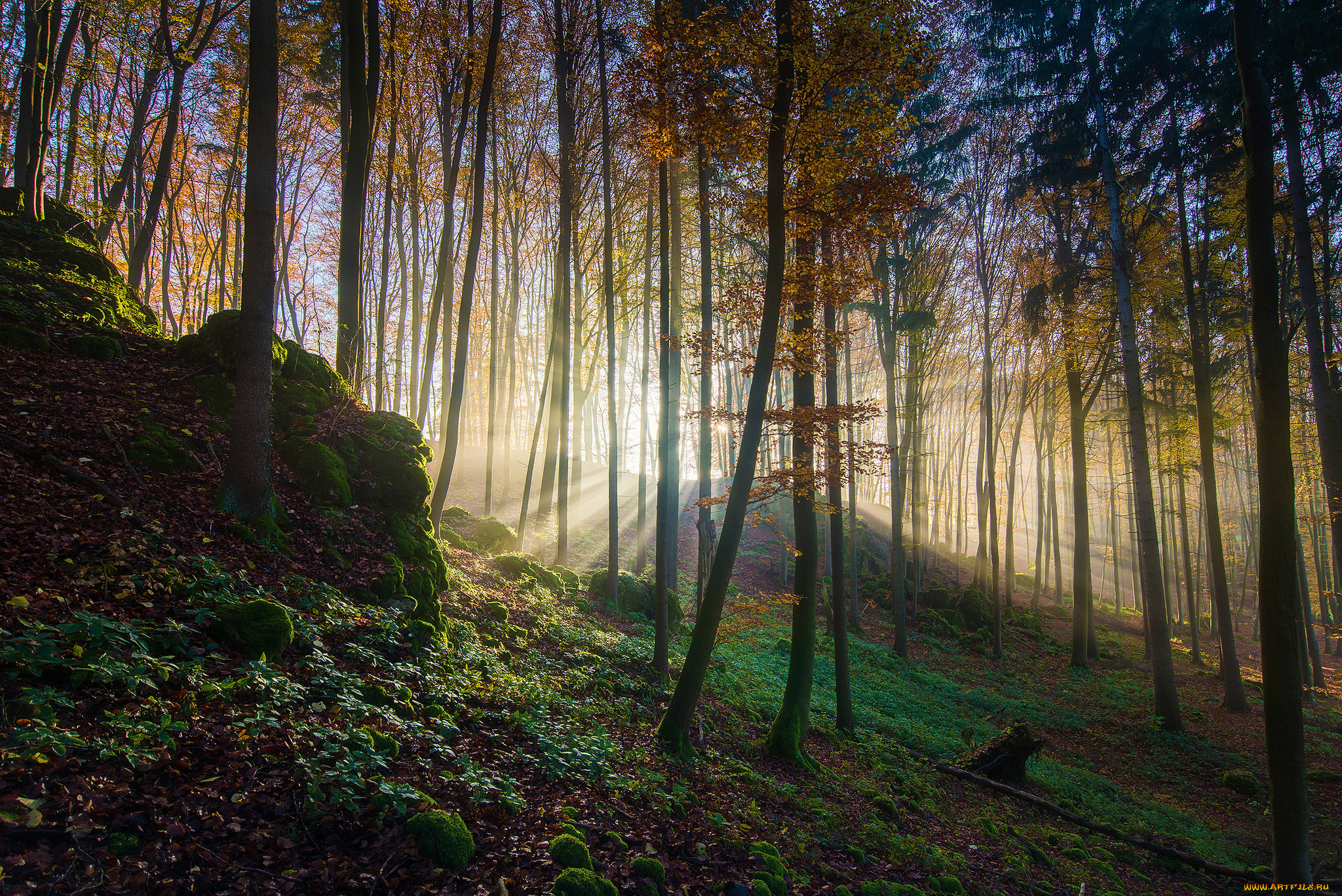 природа, лес, деревья