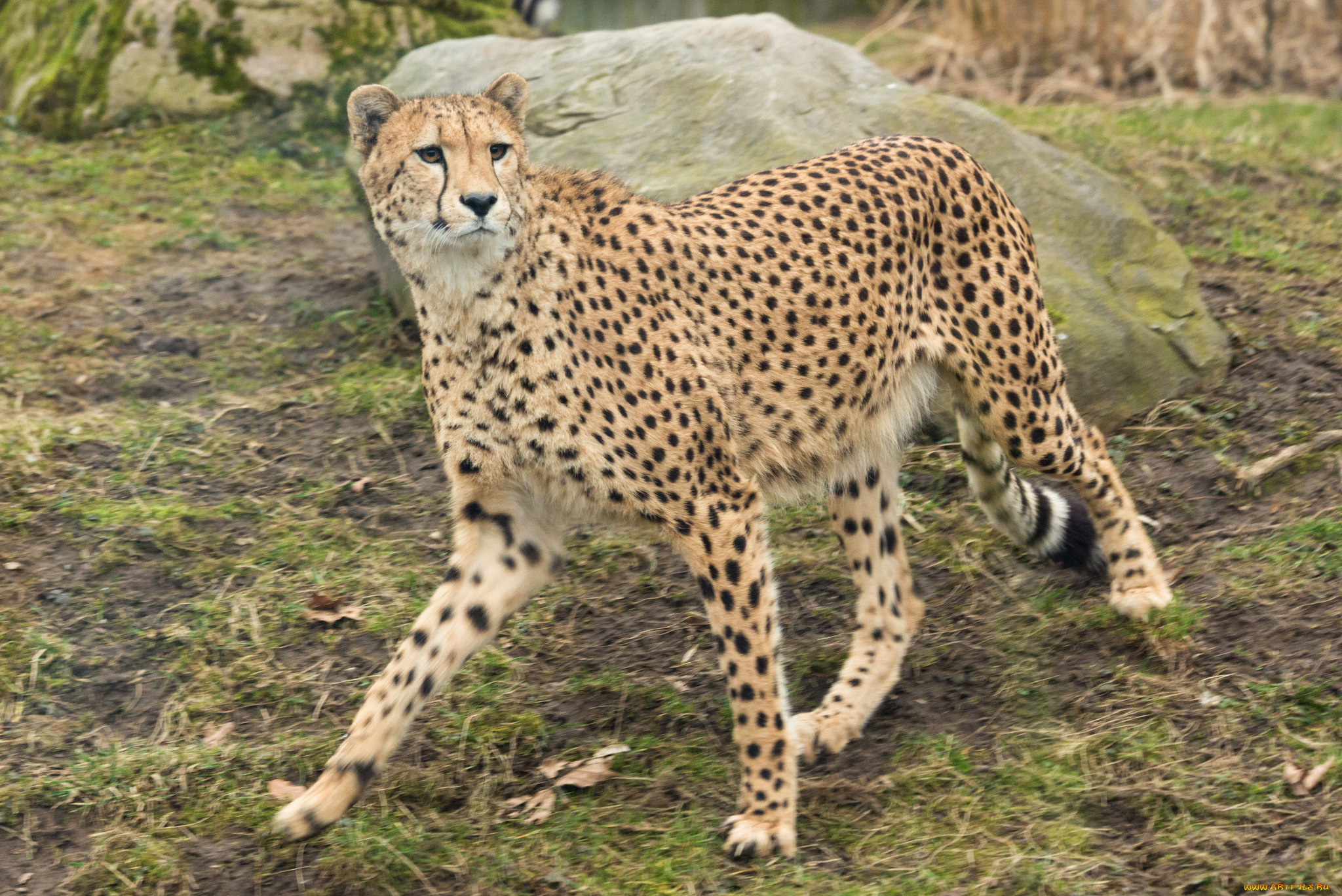 животные, гепарды, хищник