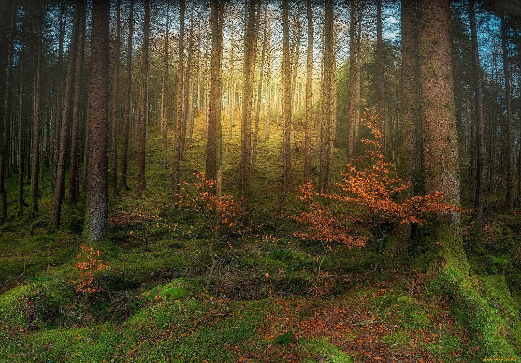 природа, лес, деревья