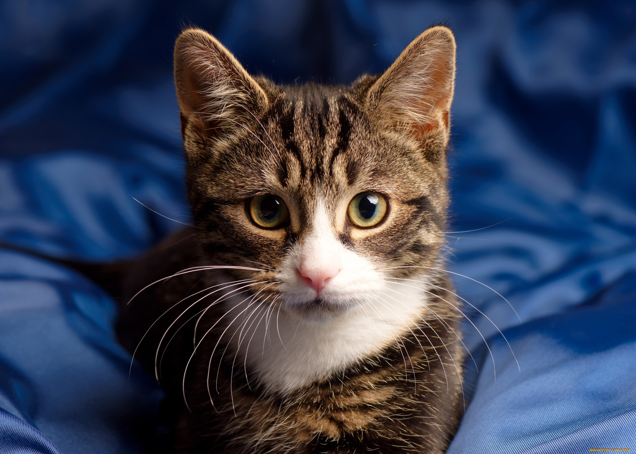 животные, коты, взгляд, глаза, котейка