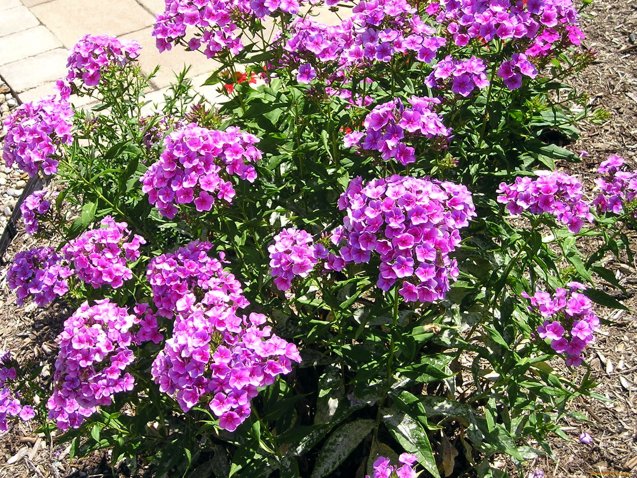 цветы, флоксы, лиловый