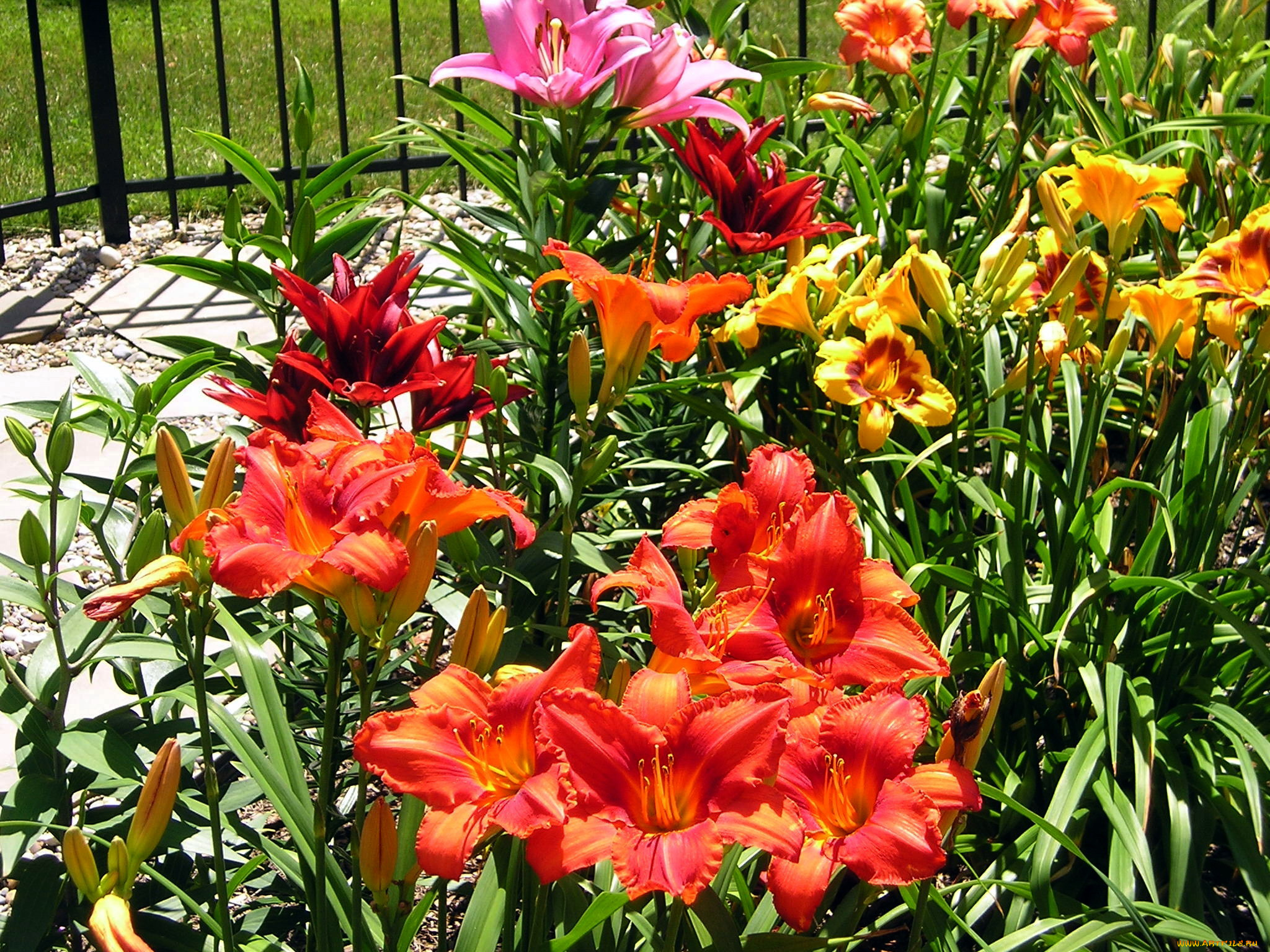 цветы, лилии, , лилейники, лилейники