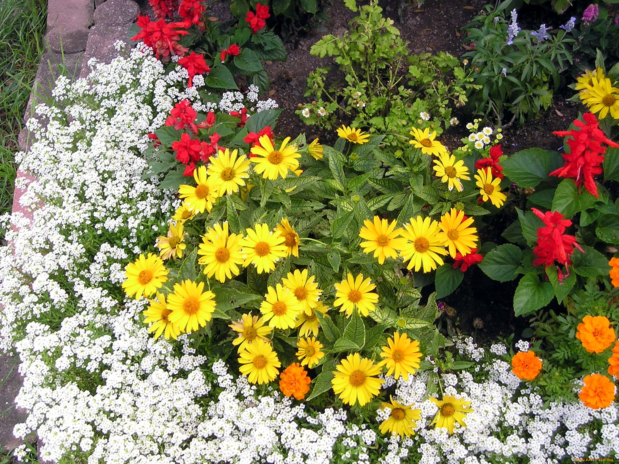 цветы, разные, вместе, клумба
