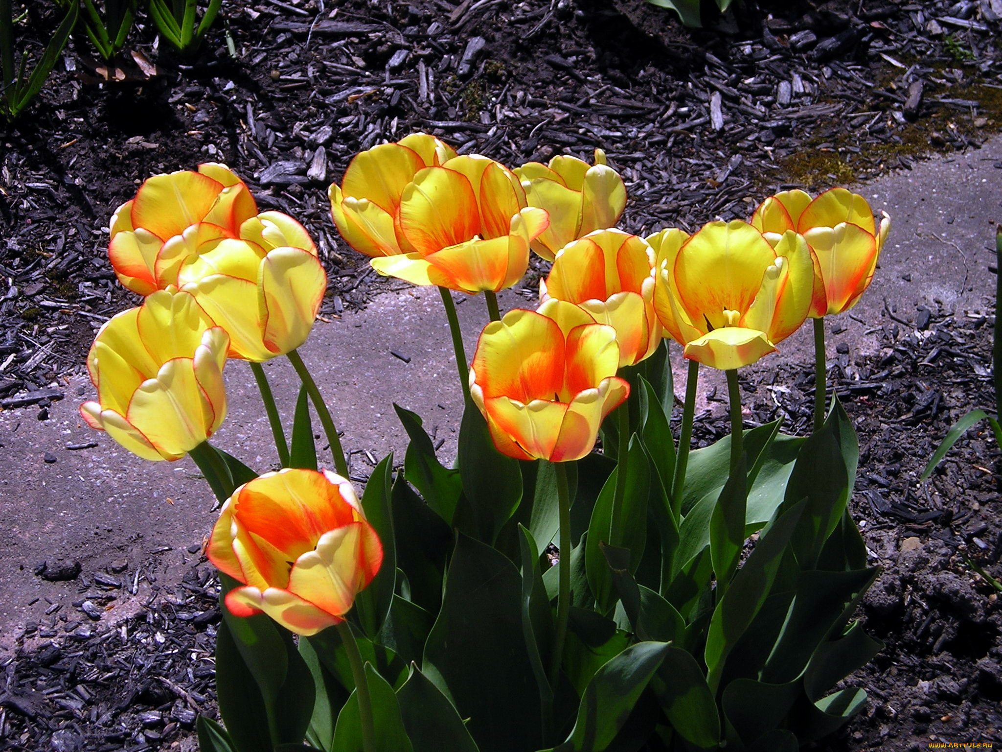 цветы, тюльпаны, бутоны