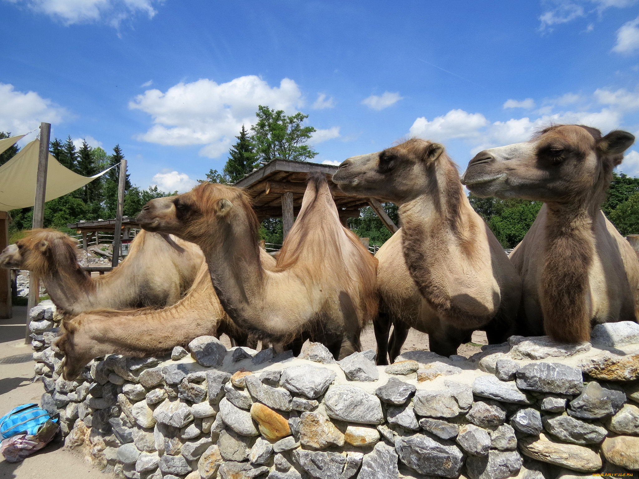 животные, верблюды