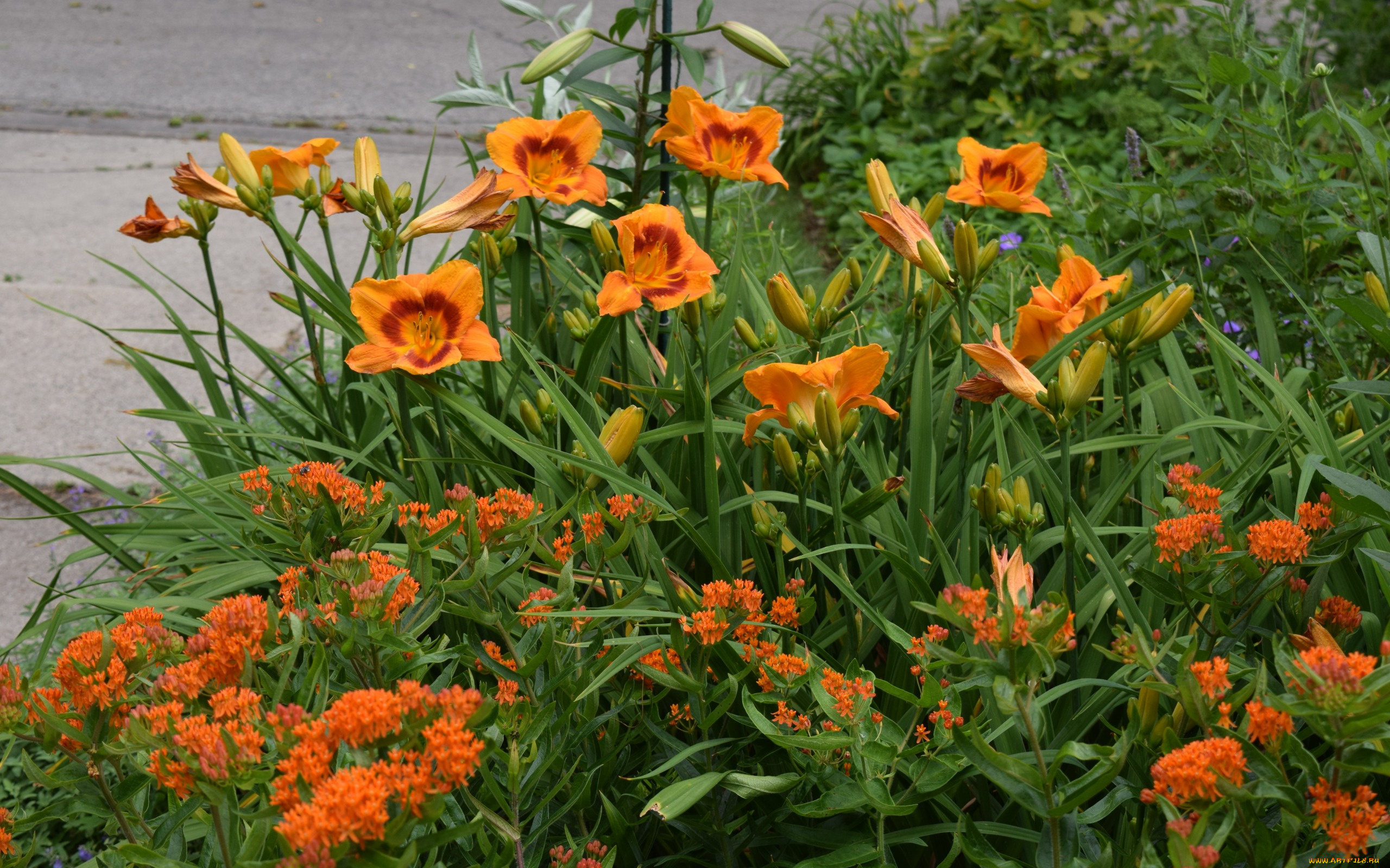 цветы, разные, вместе, лилейники