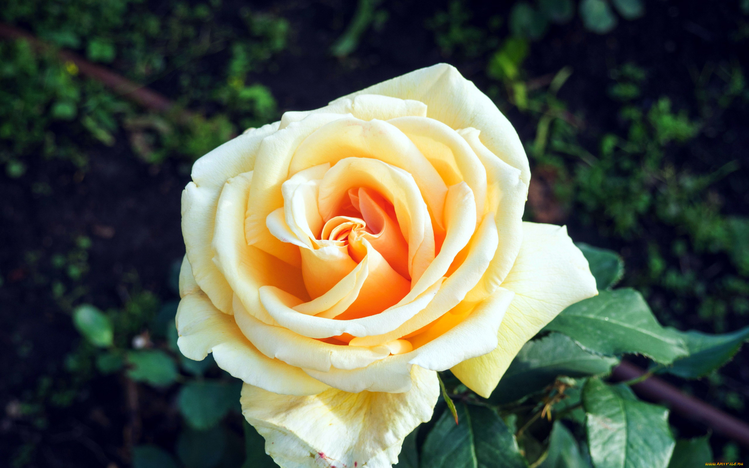 цветы, розы, макро