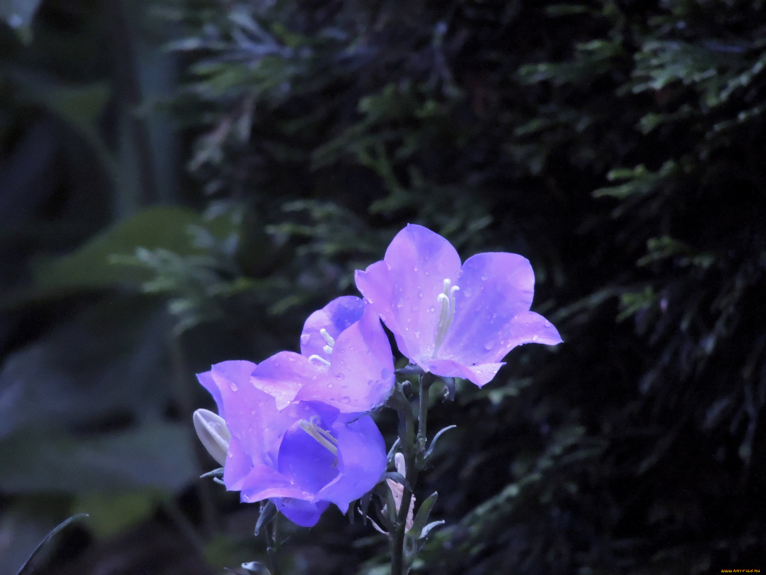 цветы, колокольчики, лиловый