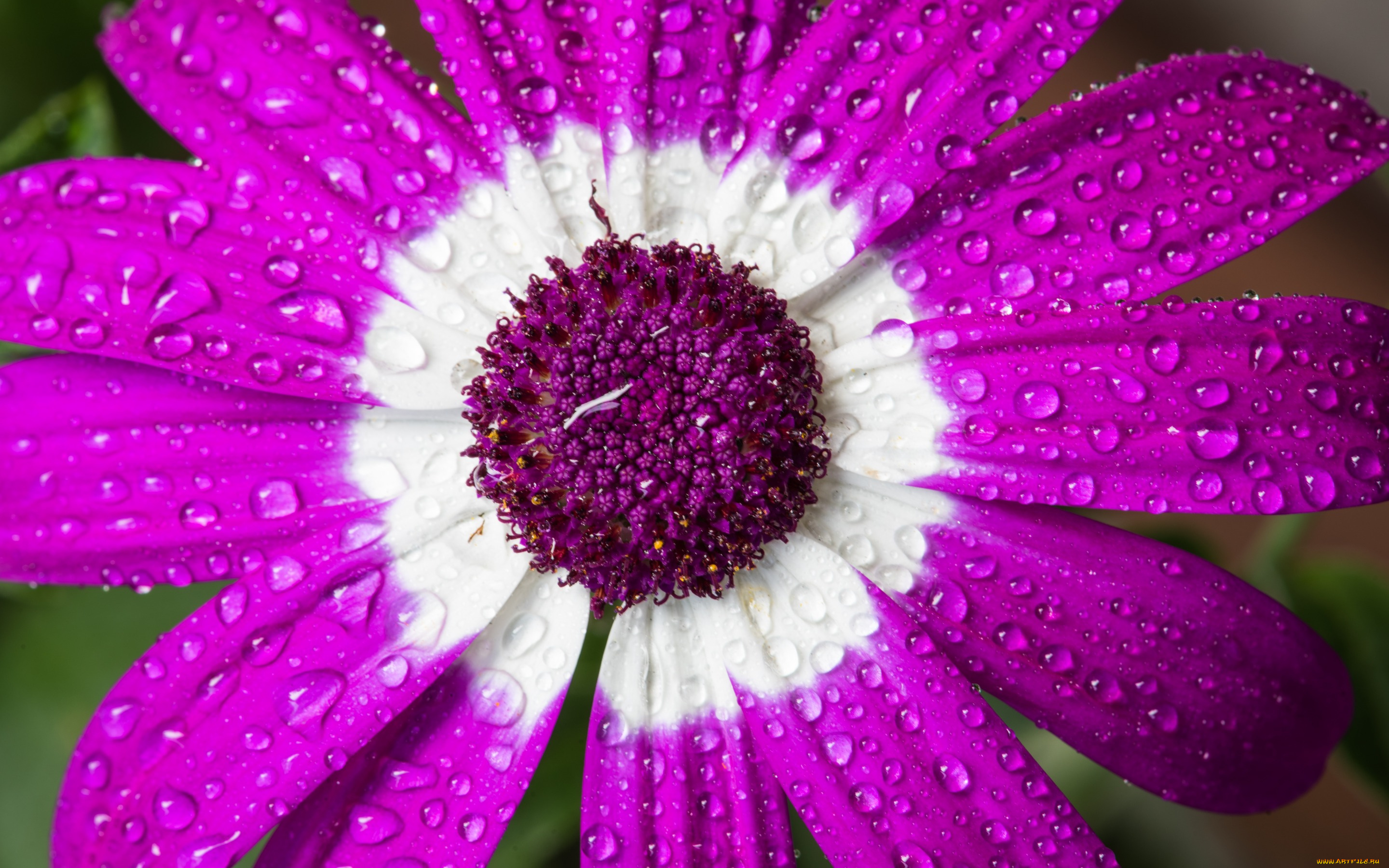 цветы, цинерария, капли, цветок, макро