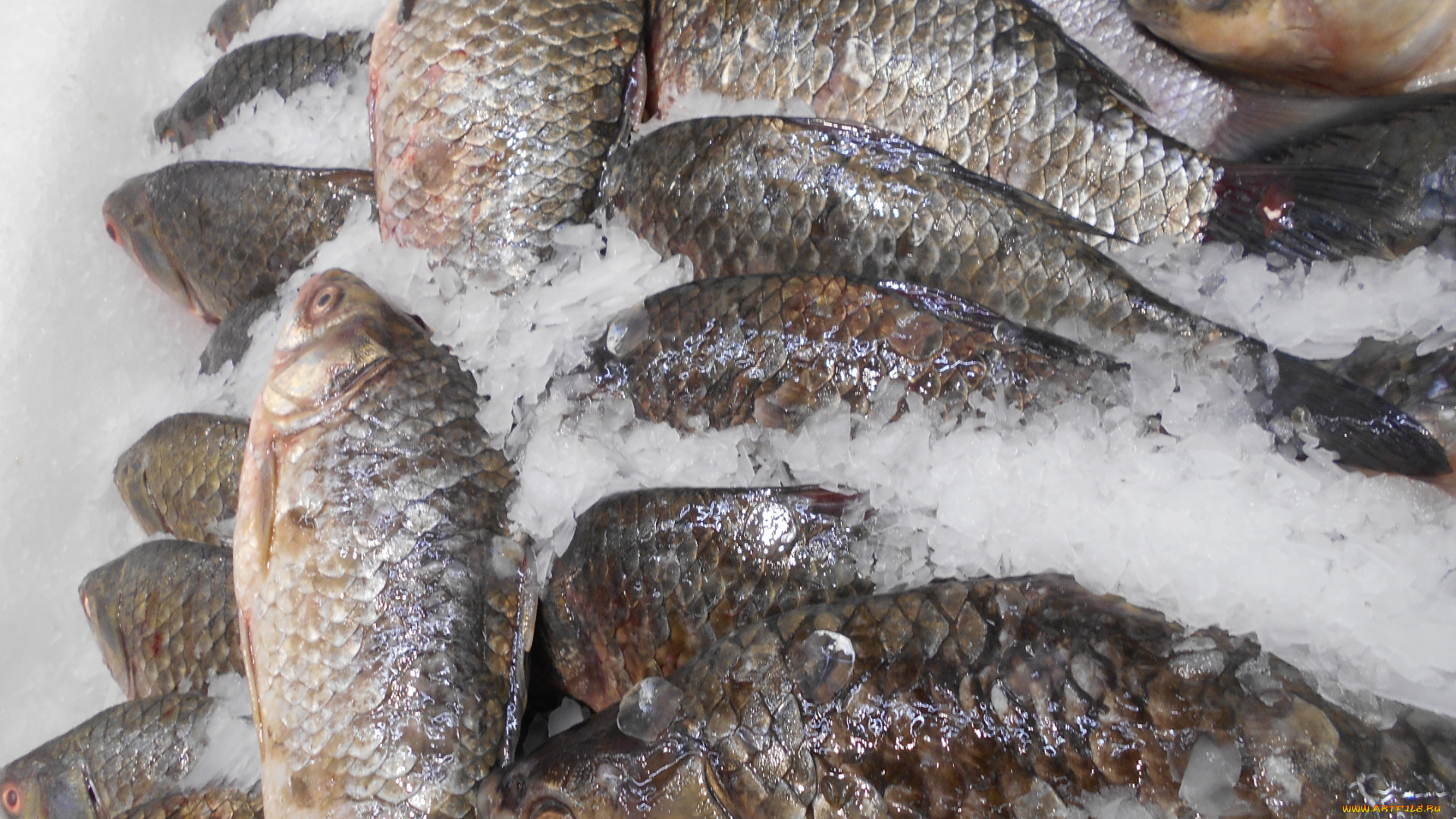 еда, рыба, , морепродукты, , суши, , роллы