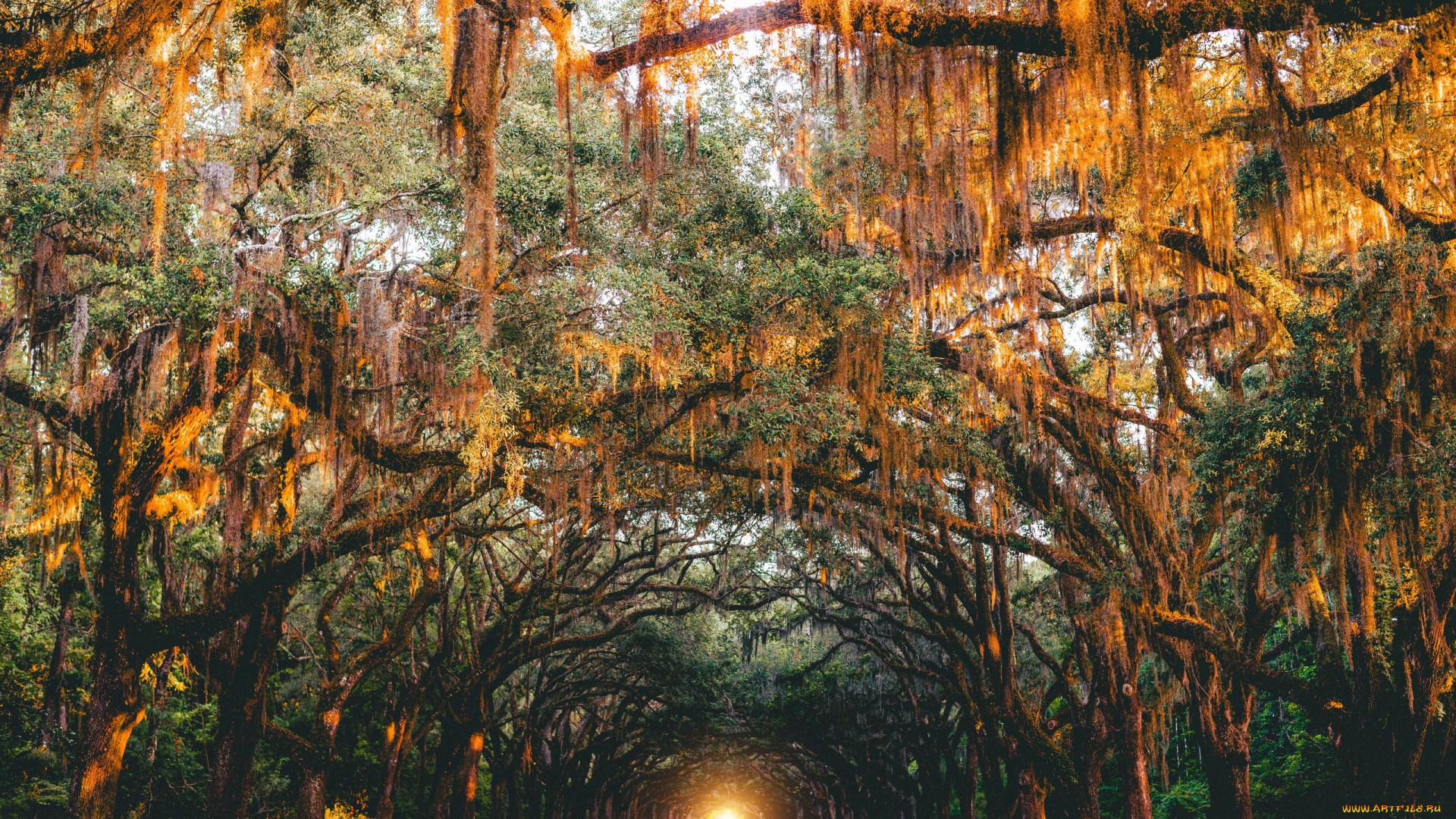 природа, дороги, закат, дорога, деревья