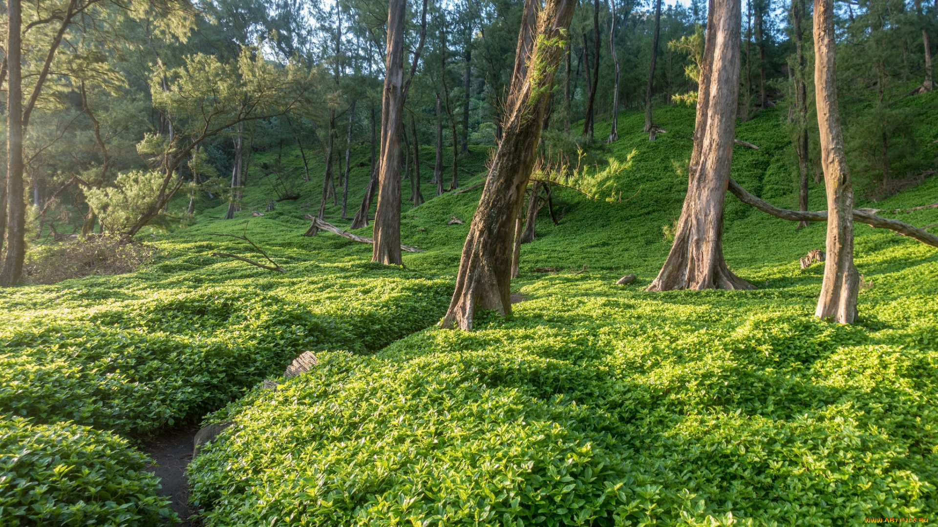 природа, лес, простор