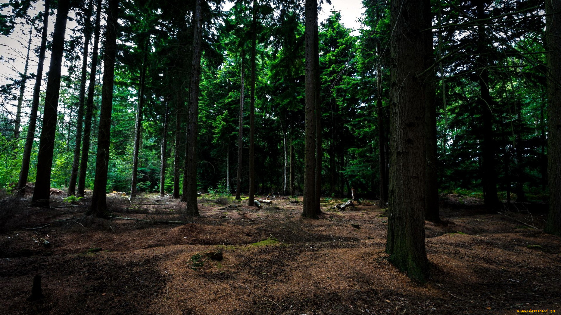 природа, лес, сосны