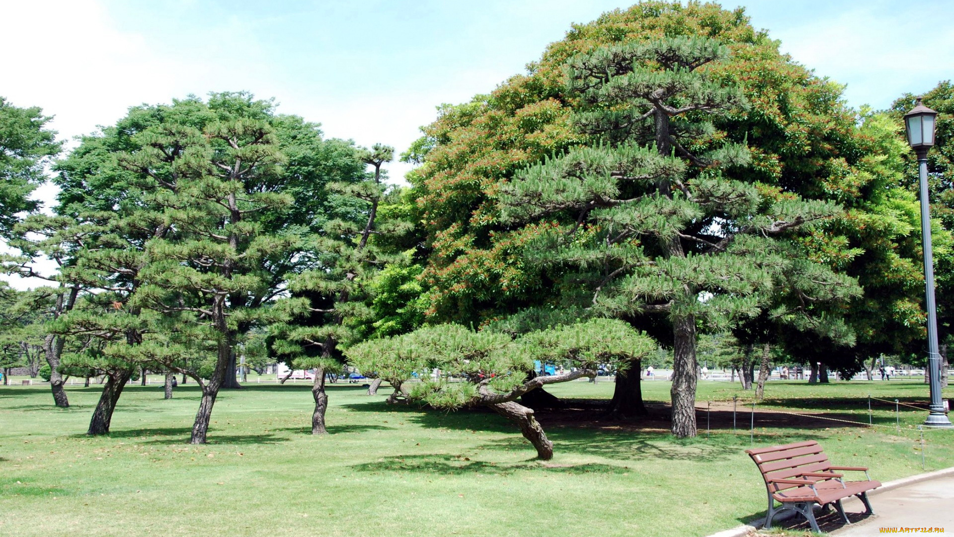 природа, парк, деревья