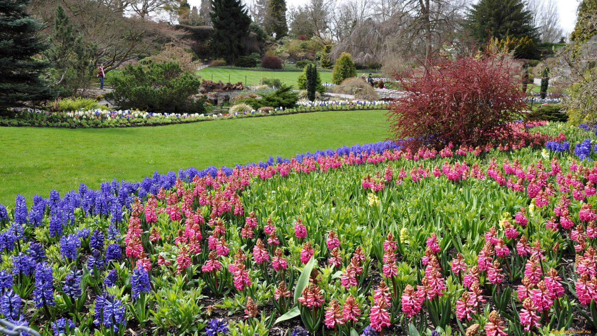 природа, парк, клумбы