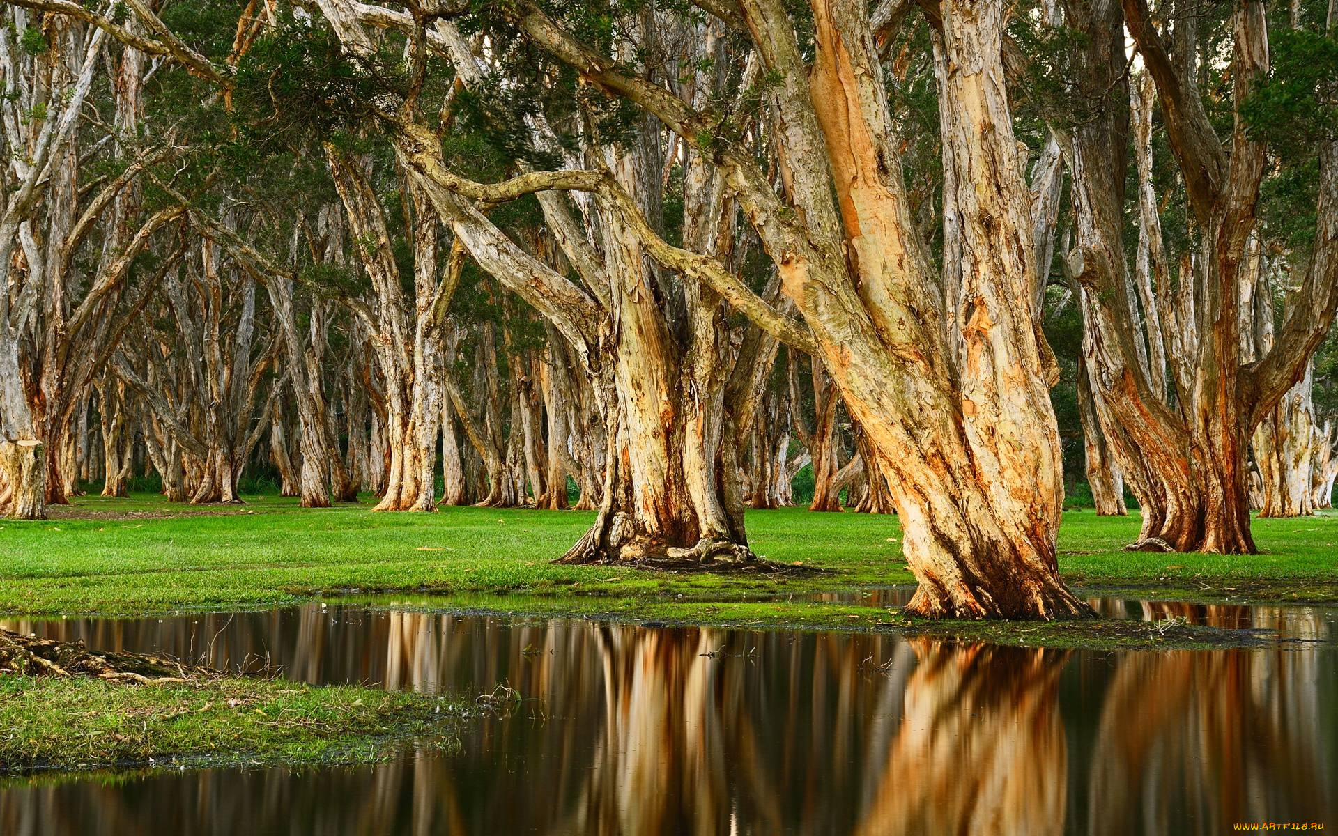природа, реки, озера, деревья, вода, река