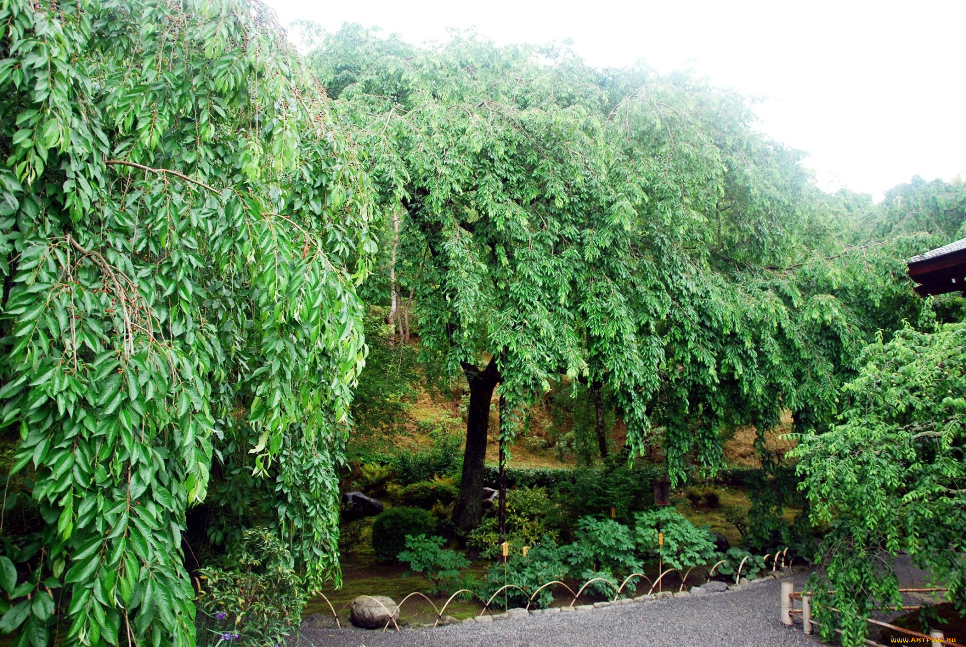 природа, парк, деревья