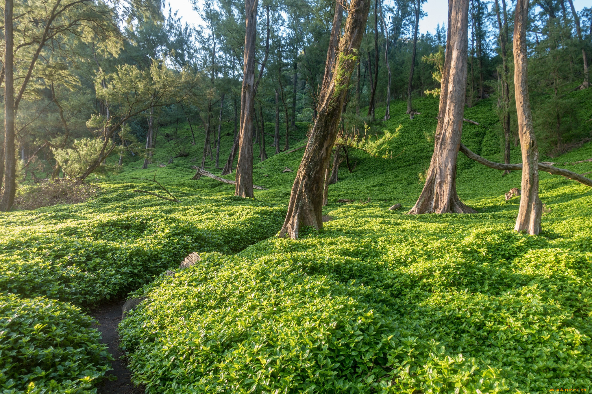 природа, лес, простор