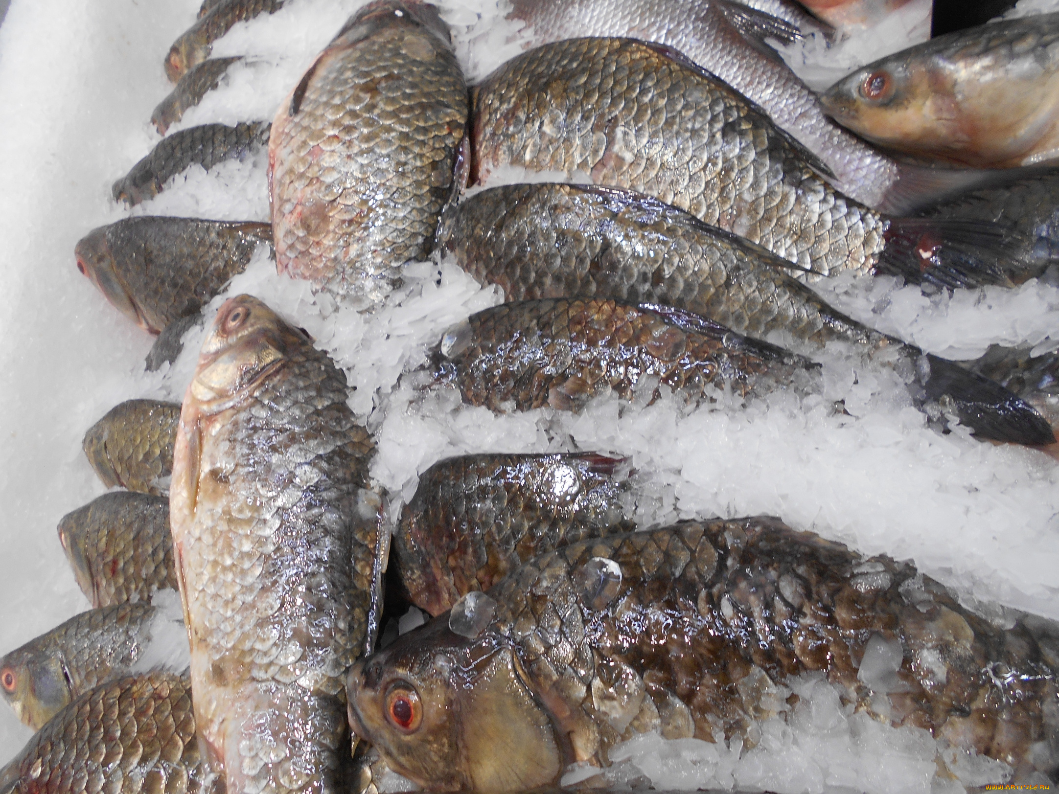 еда, рыба, , морепродукты, , суши, , роллы