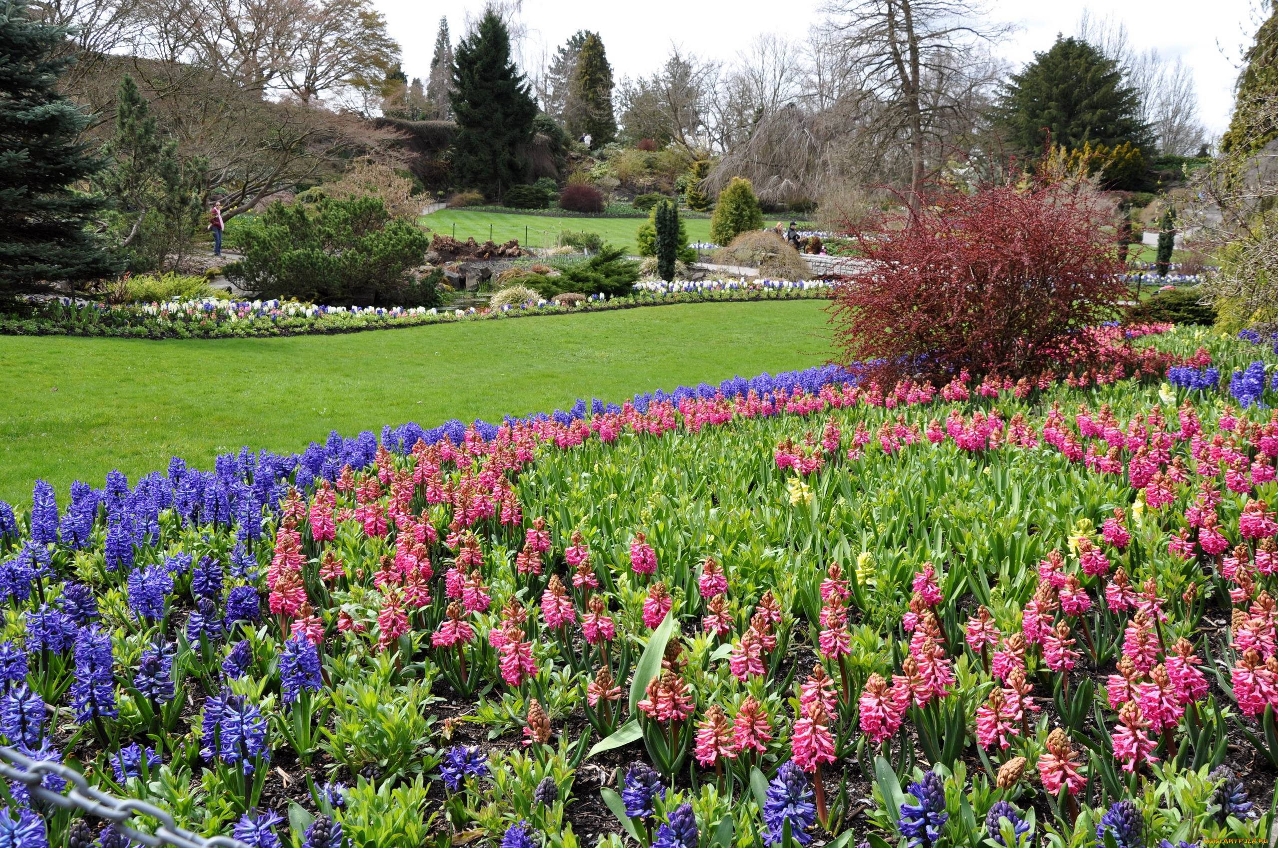 природа, парк, клумбы