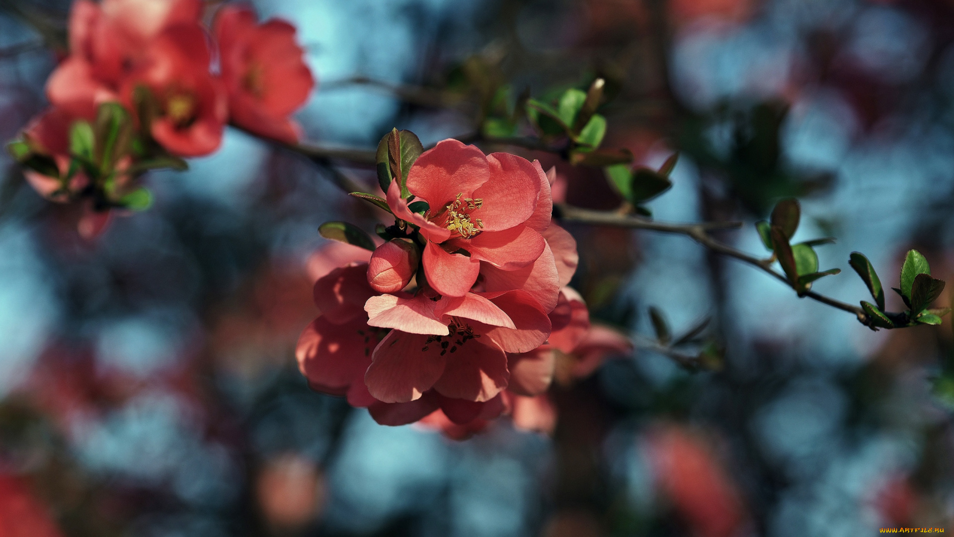цветы, айва, листья, ветка, весна, красные, цветение, боке
