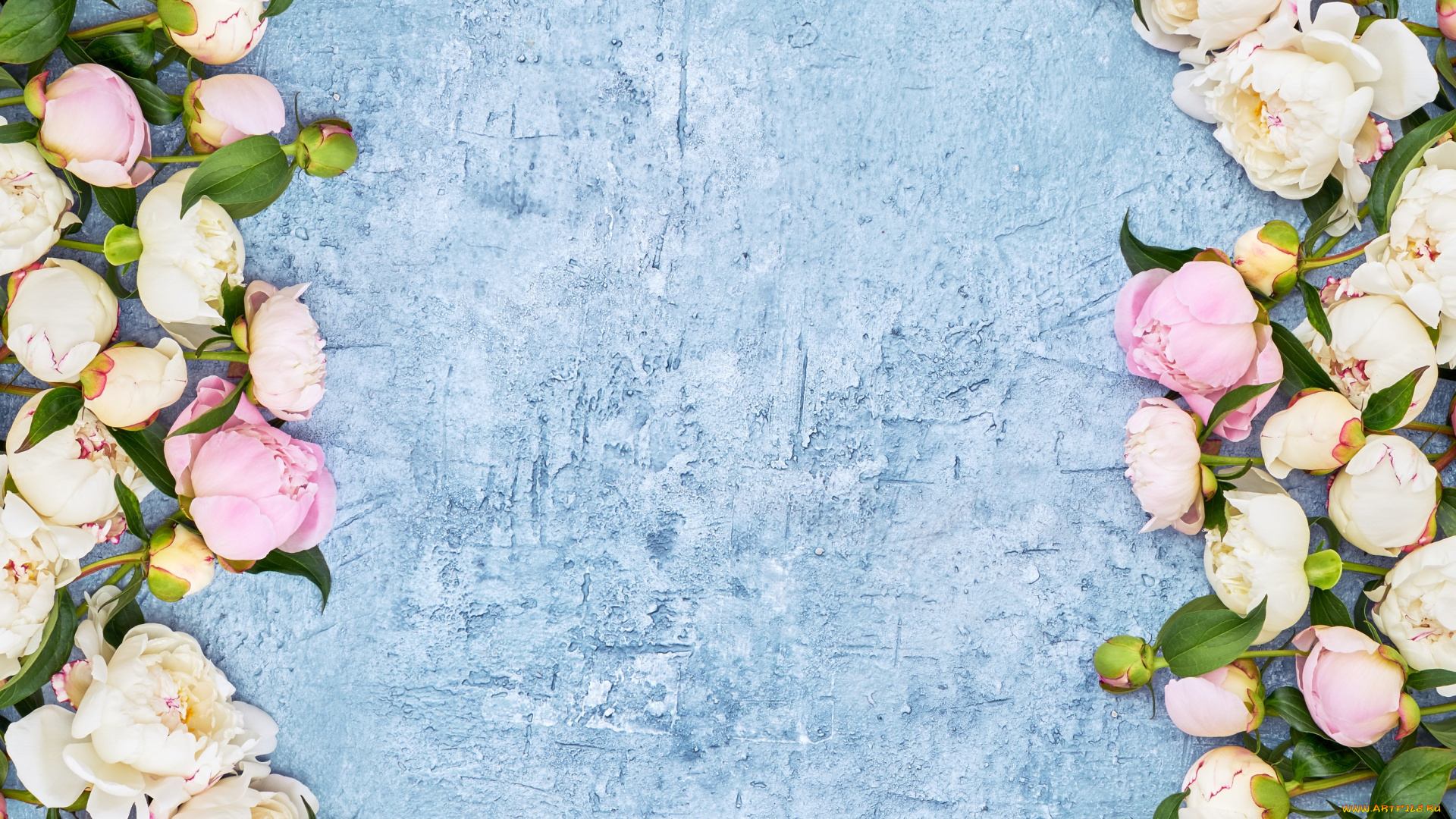 цветы, пионы, бутоны