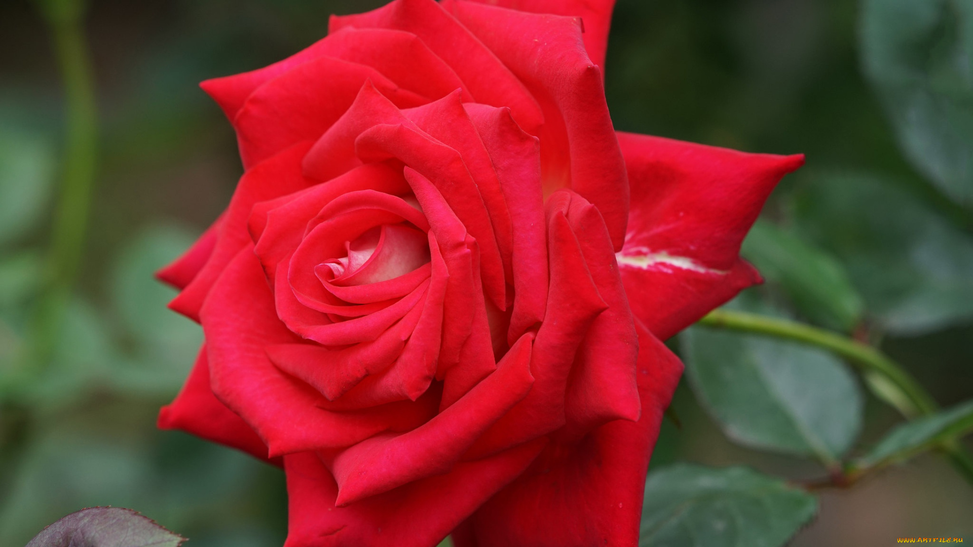 цветы, розы, крупный, план, роза, лепестки, красная, алая