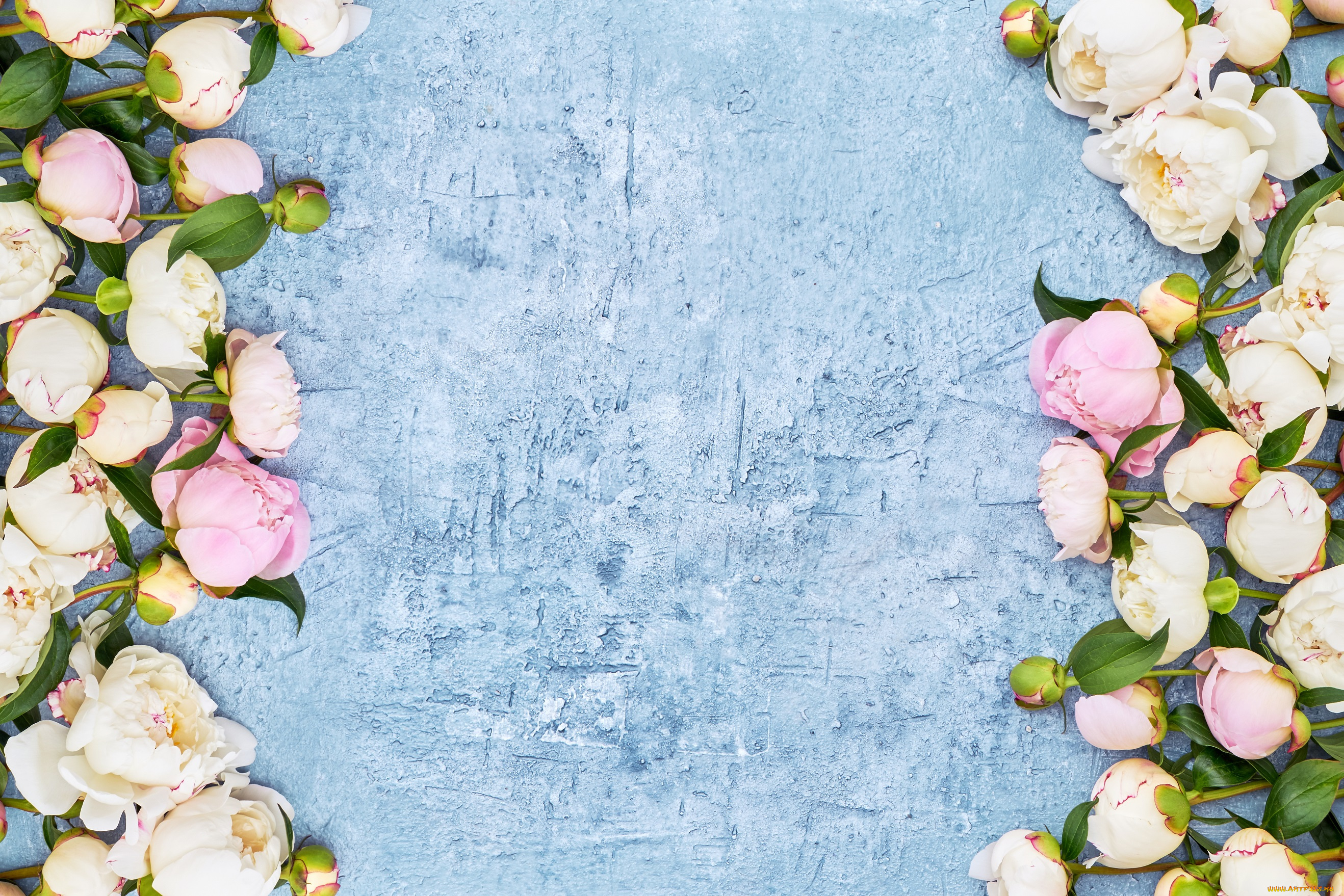 цветы, пионы, бутоны