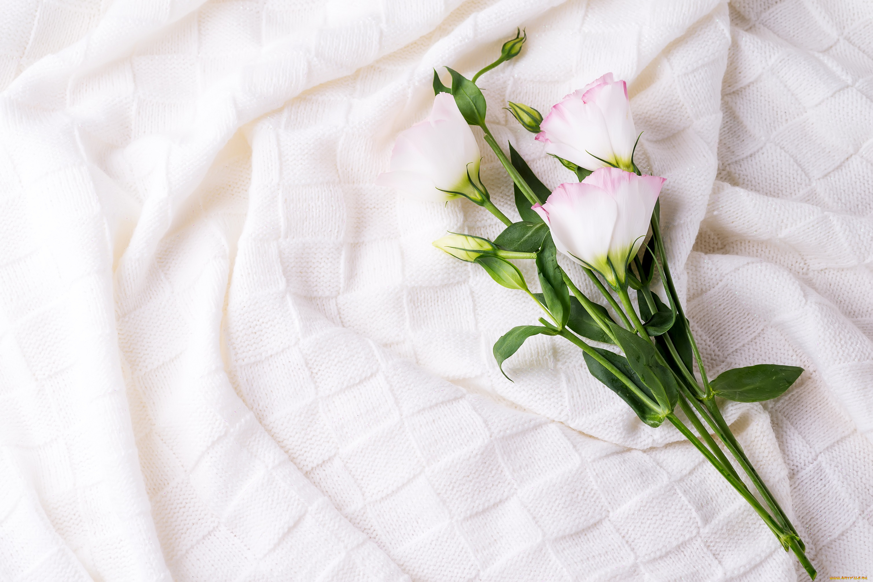 цветы, эустома, цветок, ткань