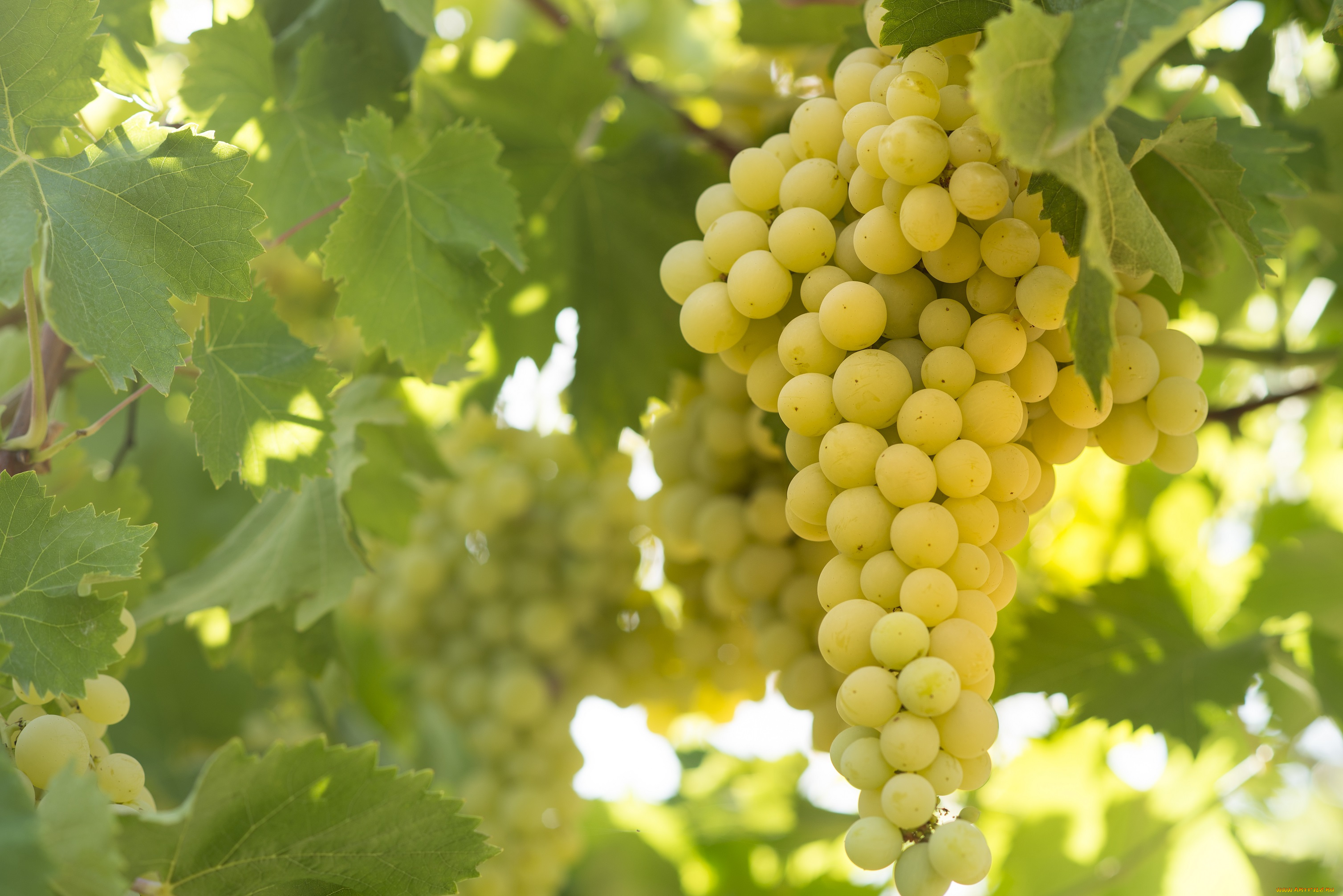 природа, ягоды, , виноград, виноград, гроздь