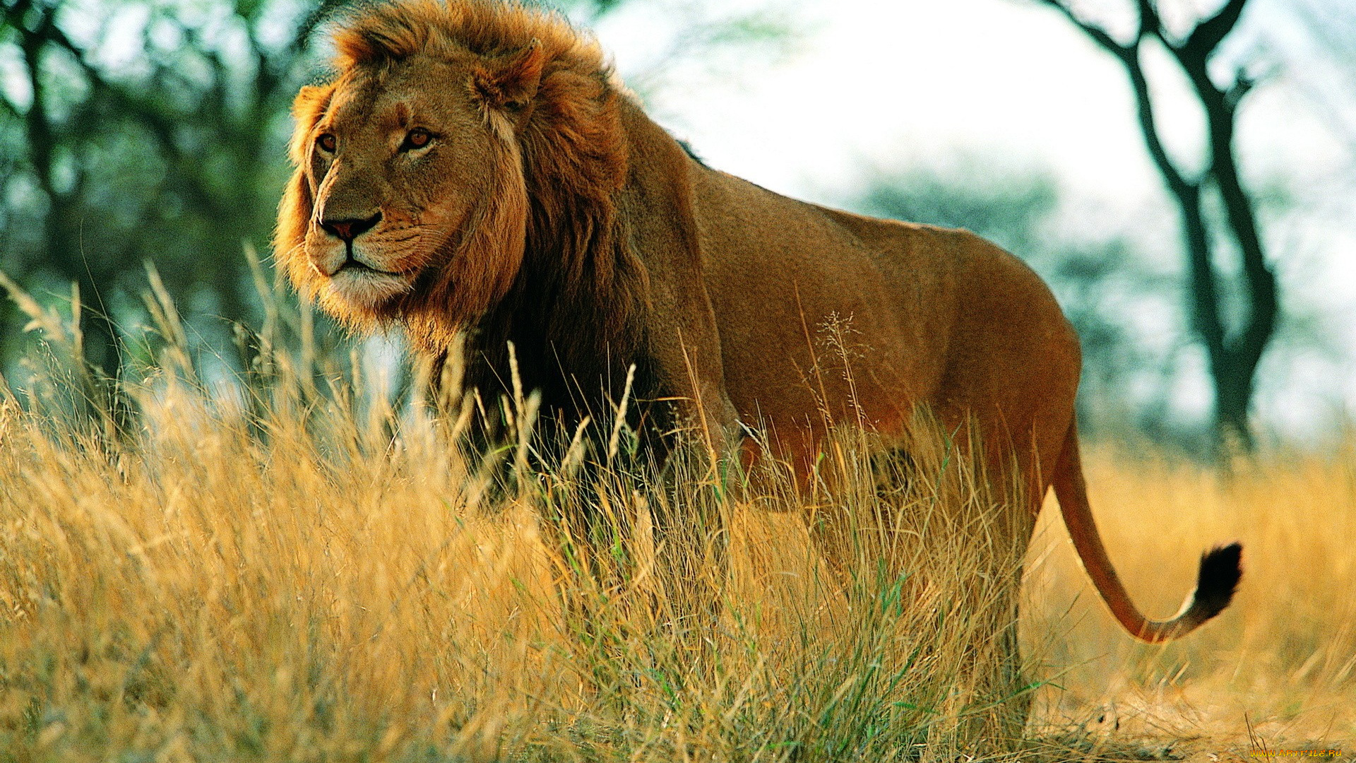 животные, львы, лев, трава