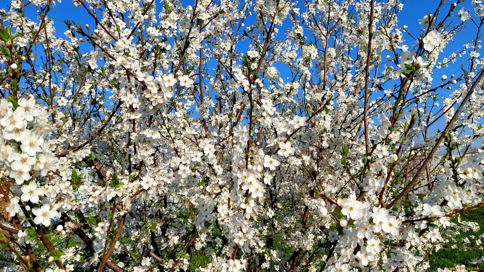 11, 04, 2022, цветы, цветущие, деревья, , , кустарники, весна